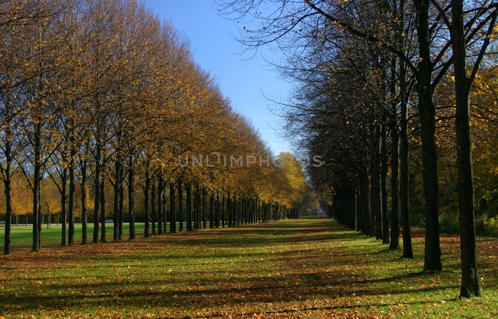 Avenue