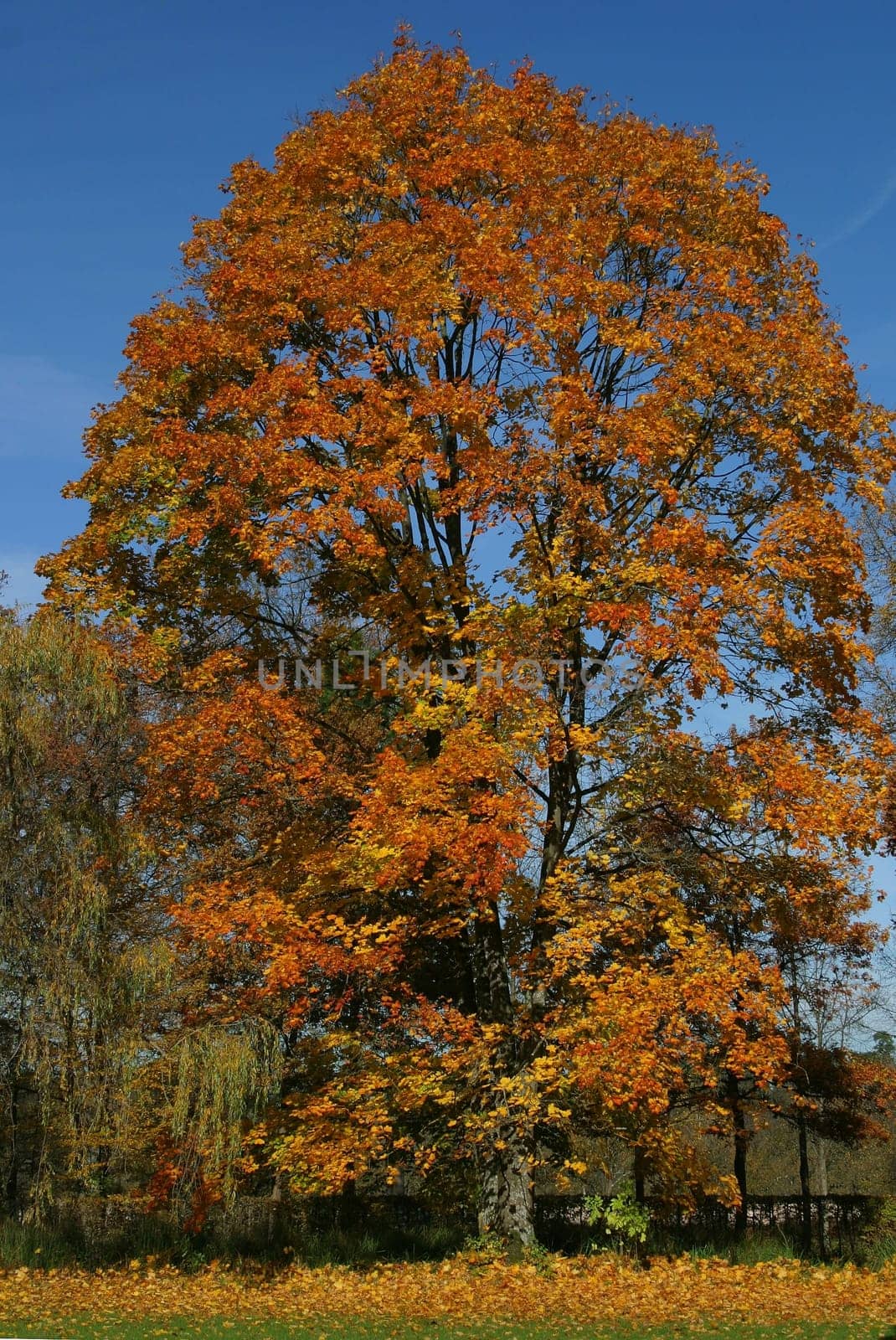 Autumn tree