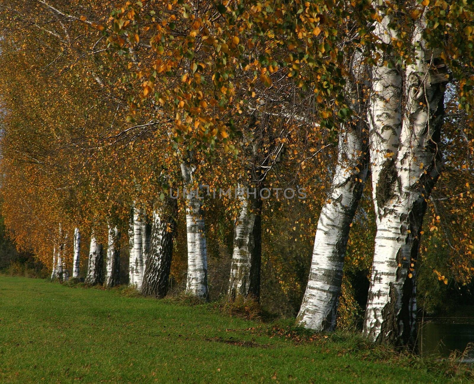 Birches