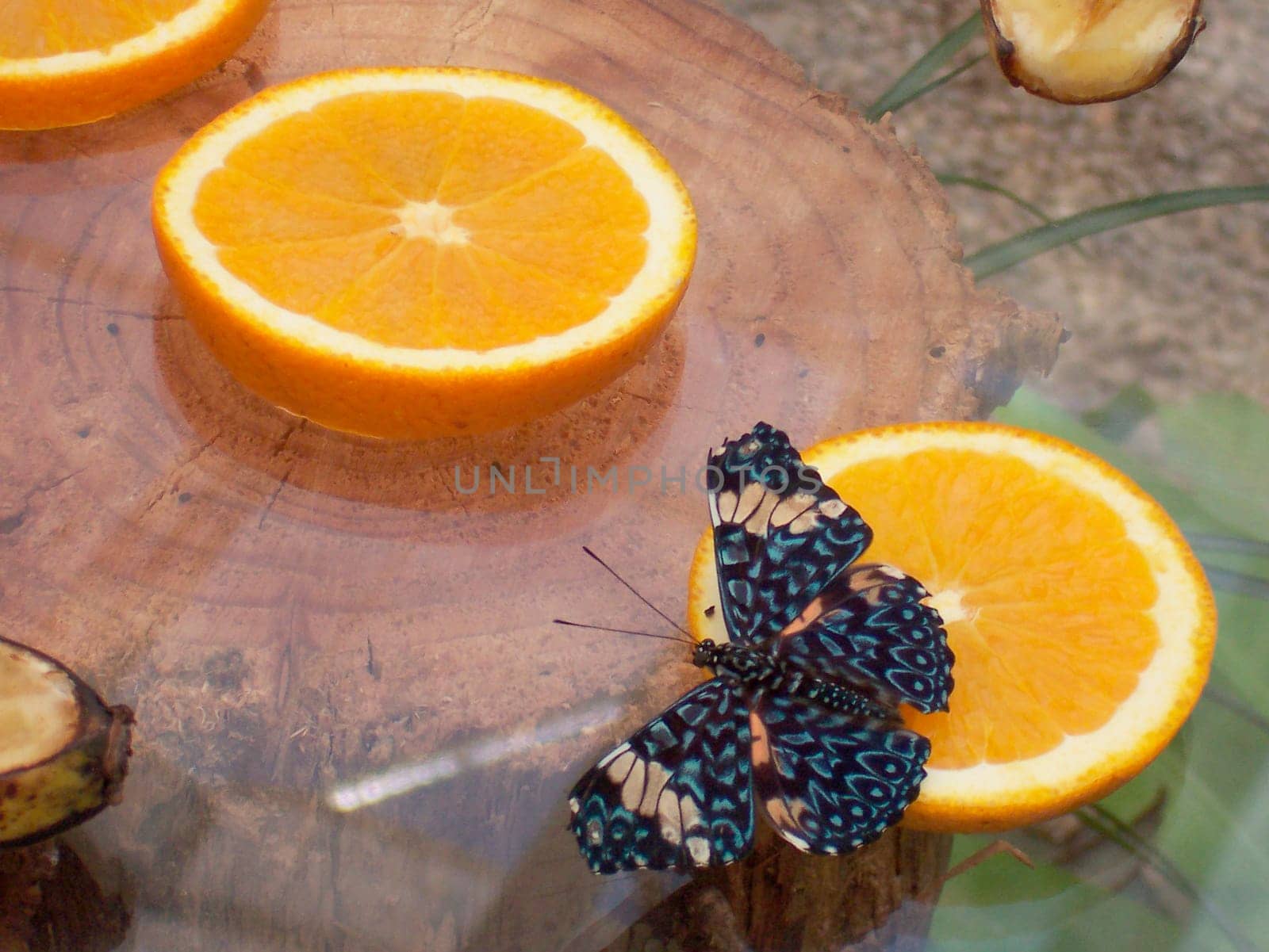 Butterfly on orange