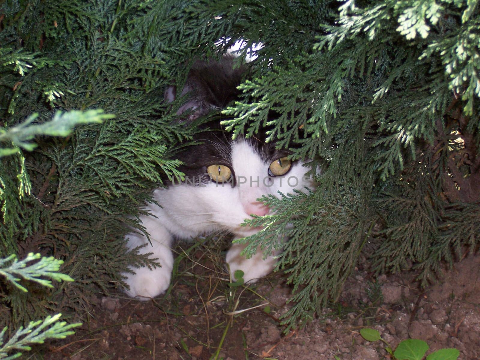 Cat on the lookout