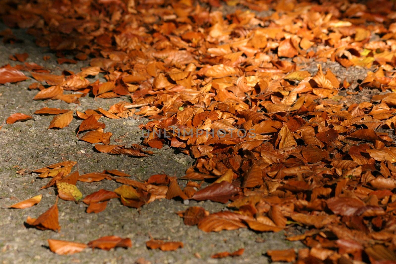 Leaves on the streets