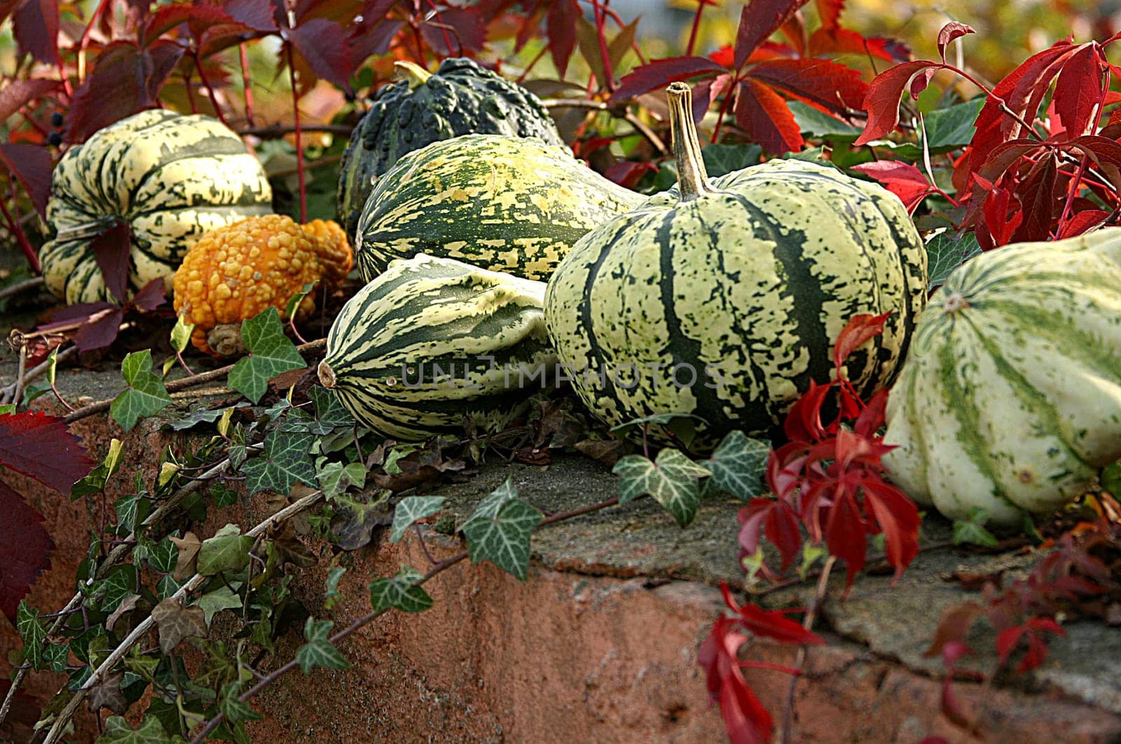 Gourds