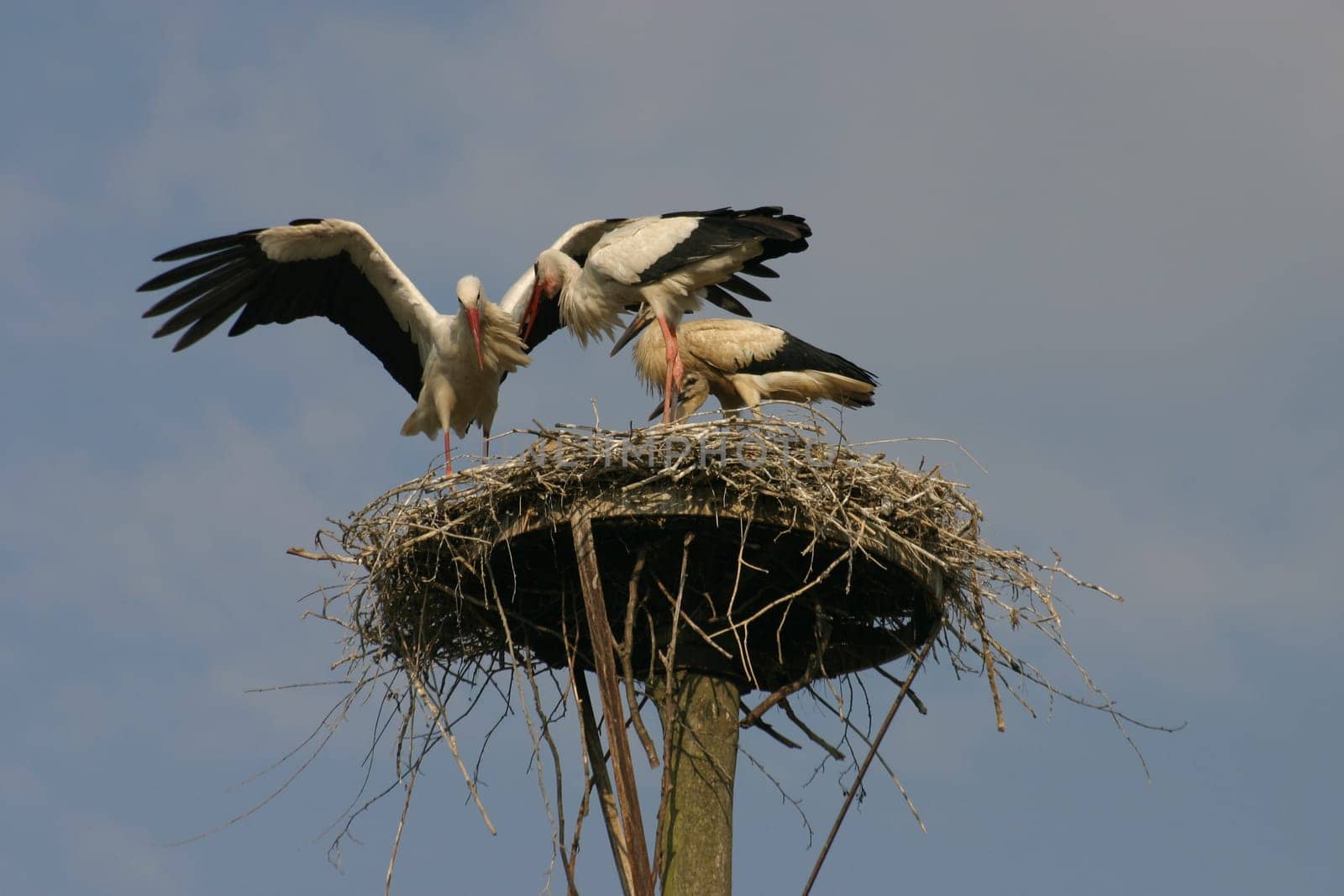 Stork's nest