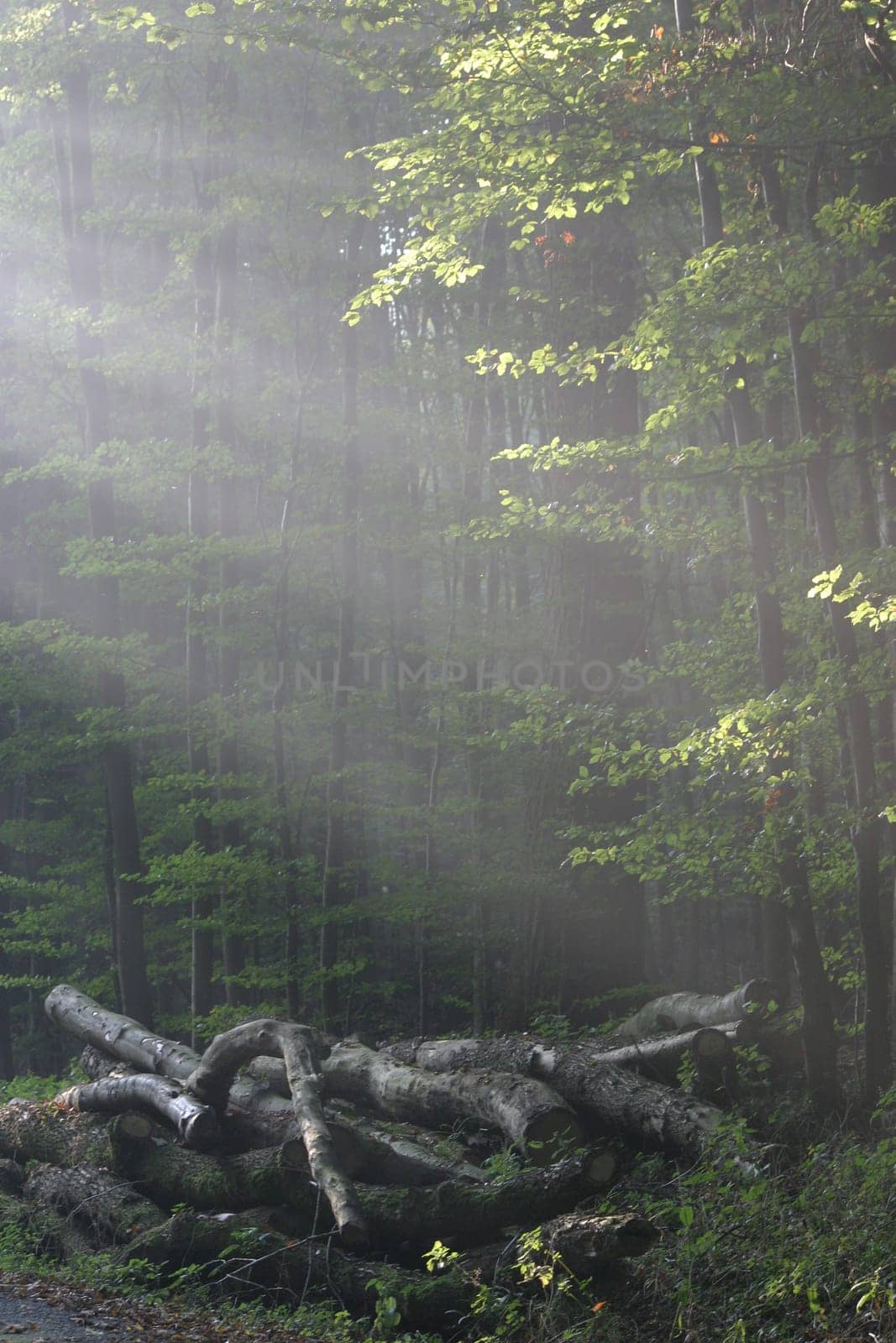 Sunbeams