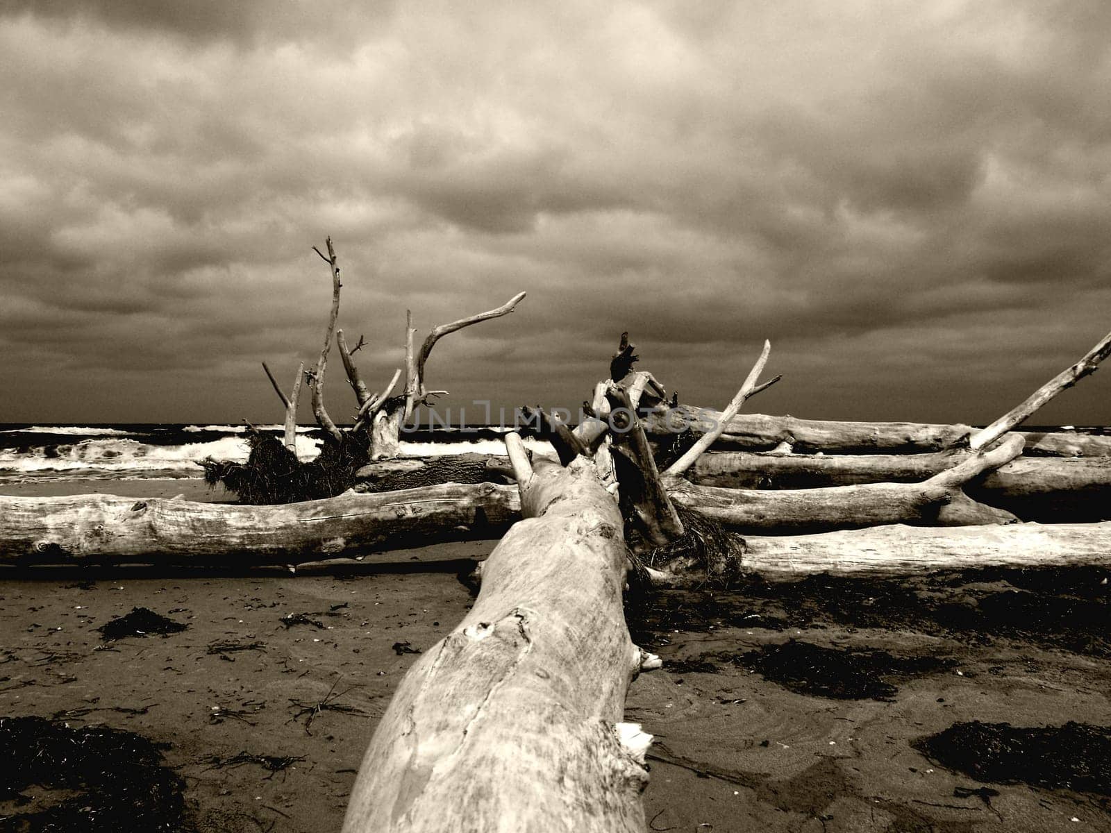 Tree on the beach