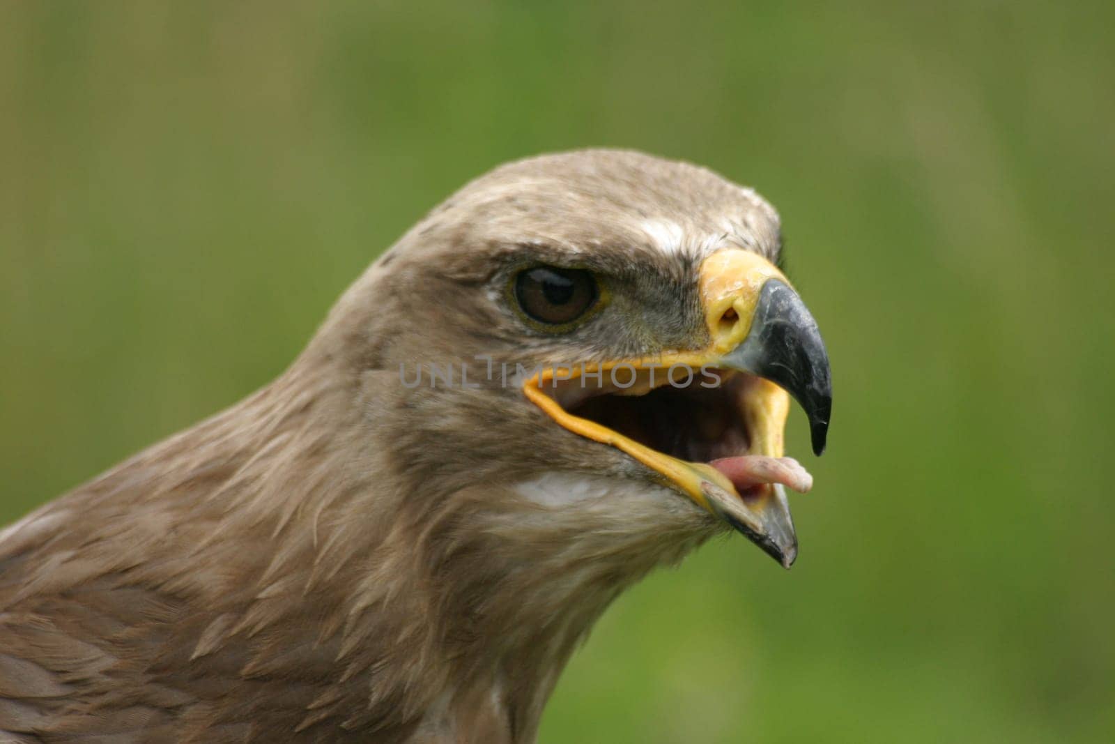 Eagle gaze