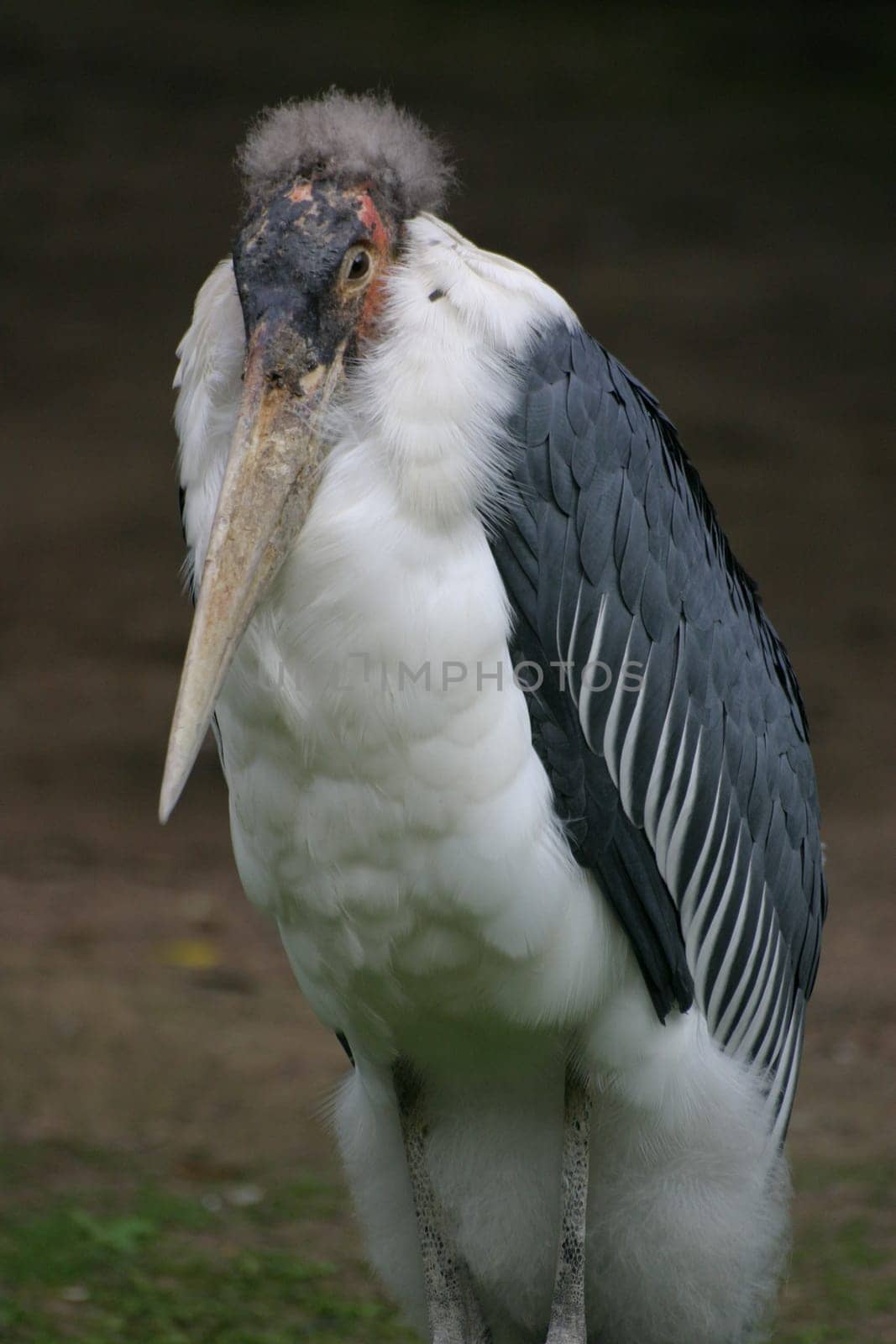 Marabou stork