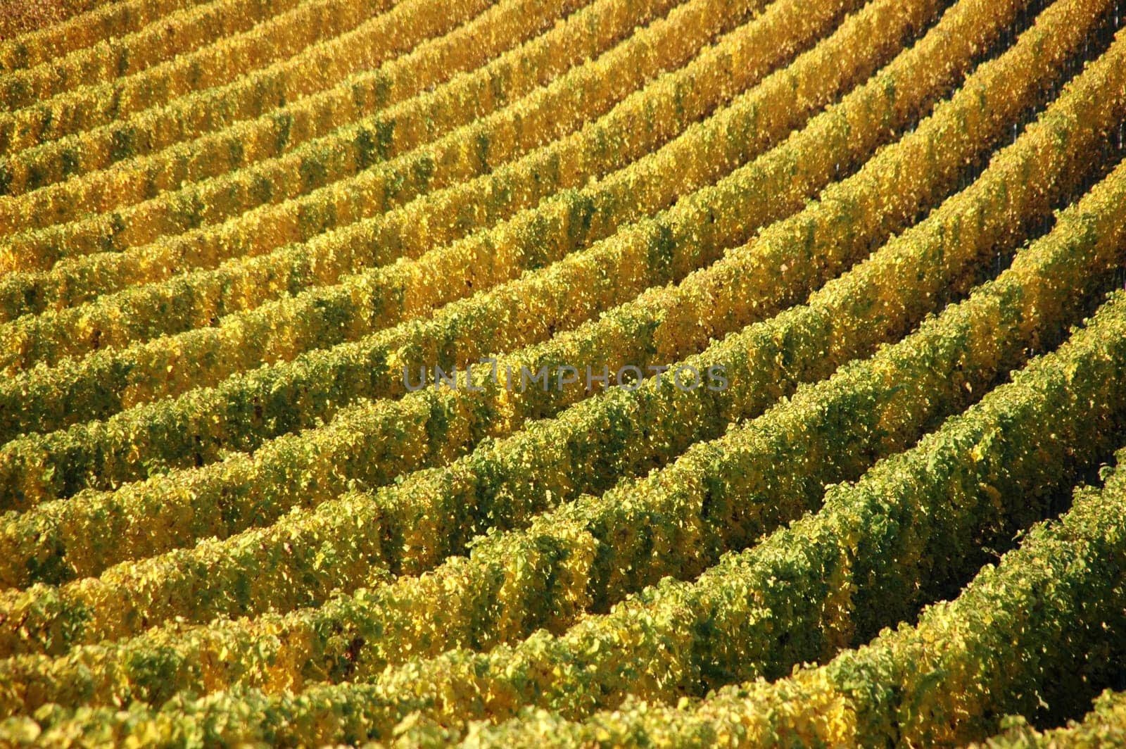 Patterns in the vineyard