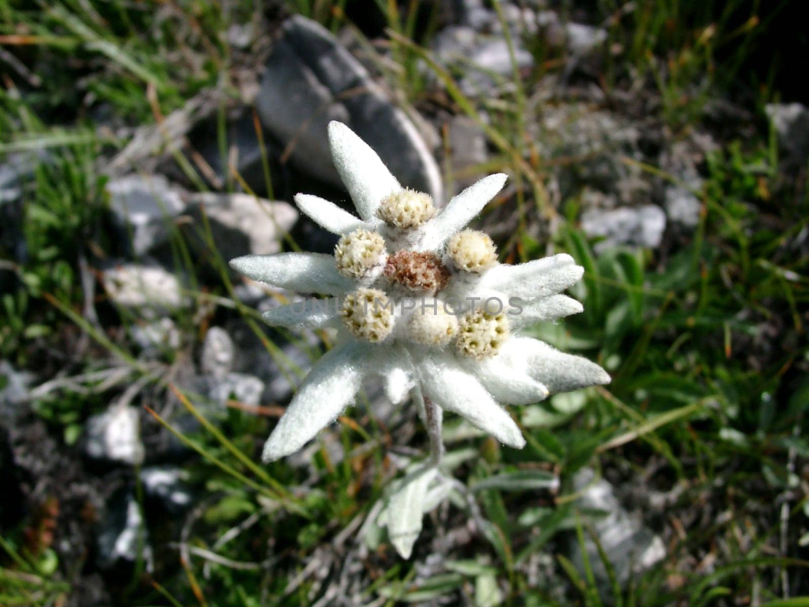 edelweiss ii