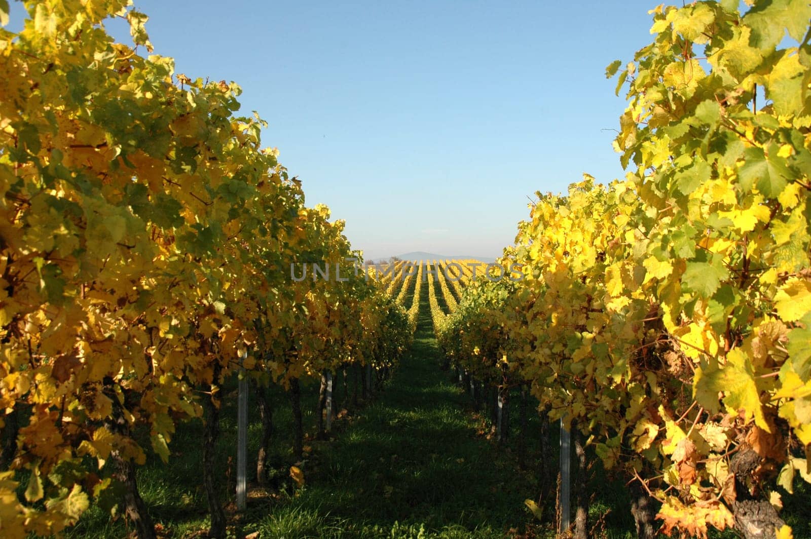 Wine in autumn