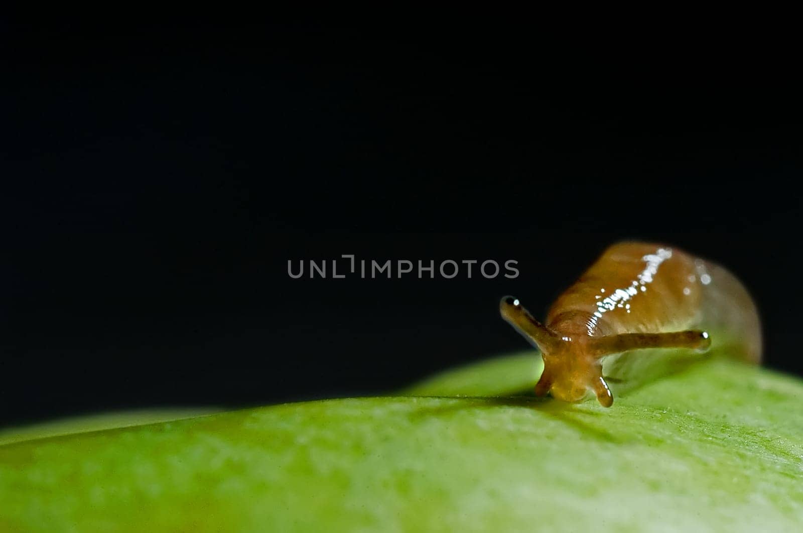 Snail 2