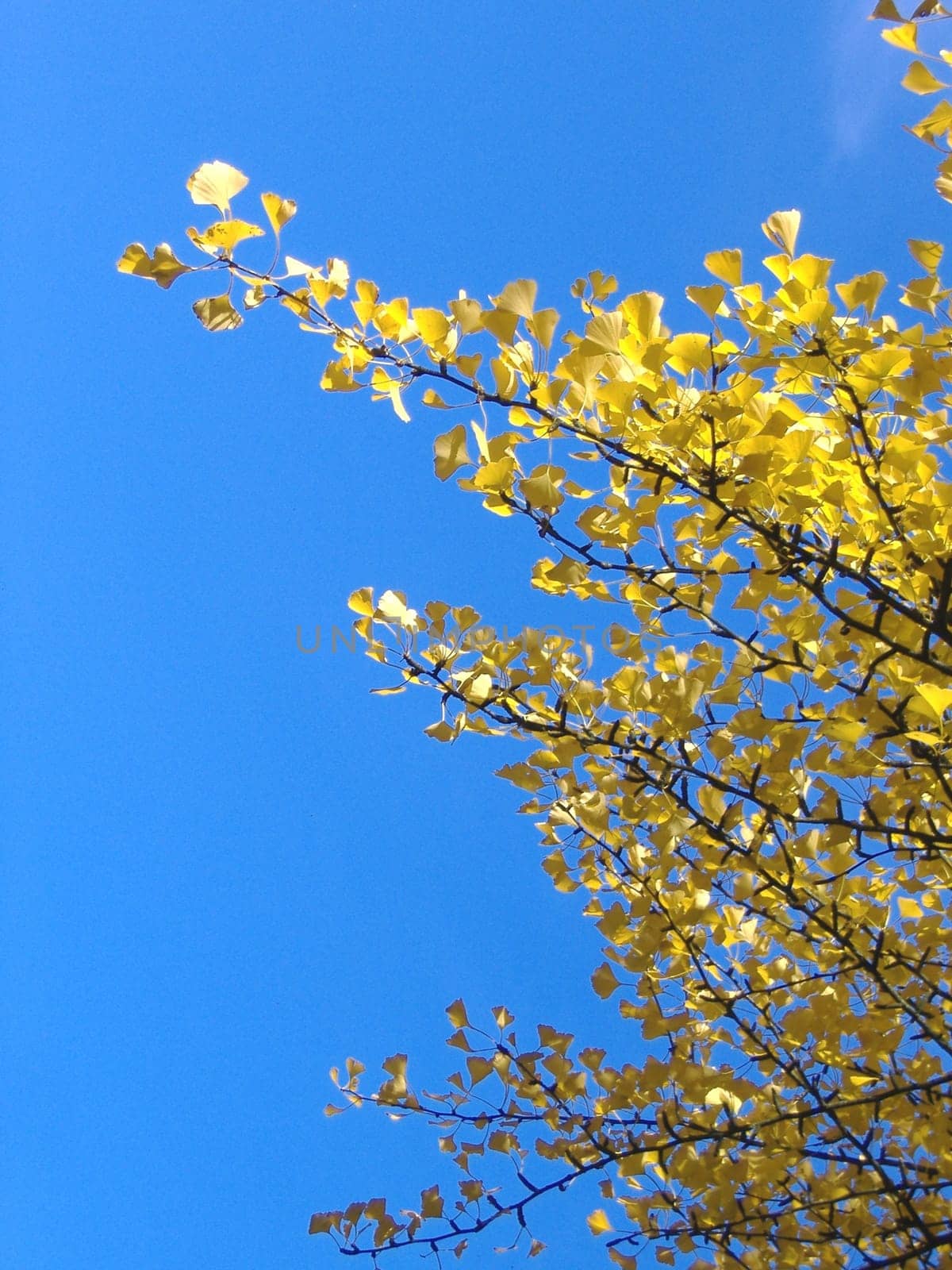 Autumnal ginkgo