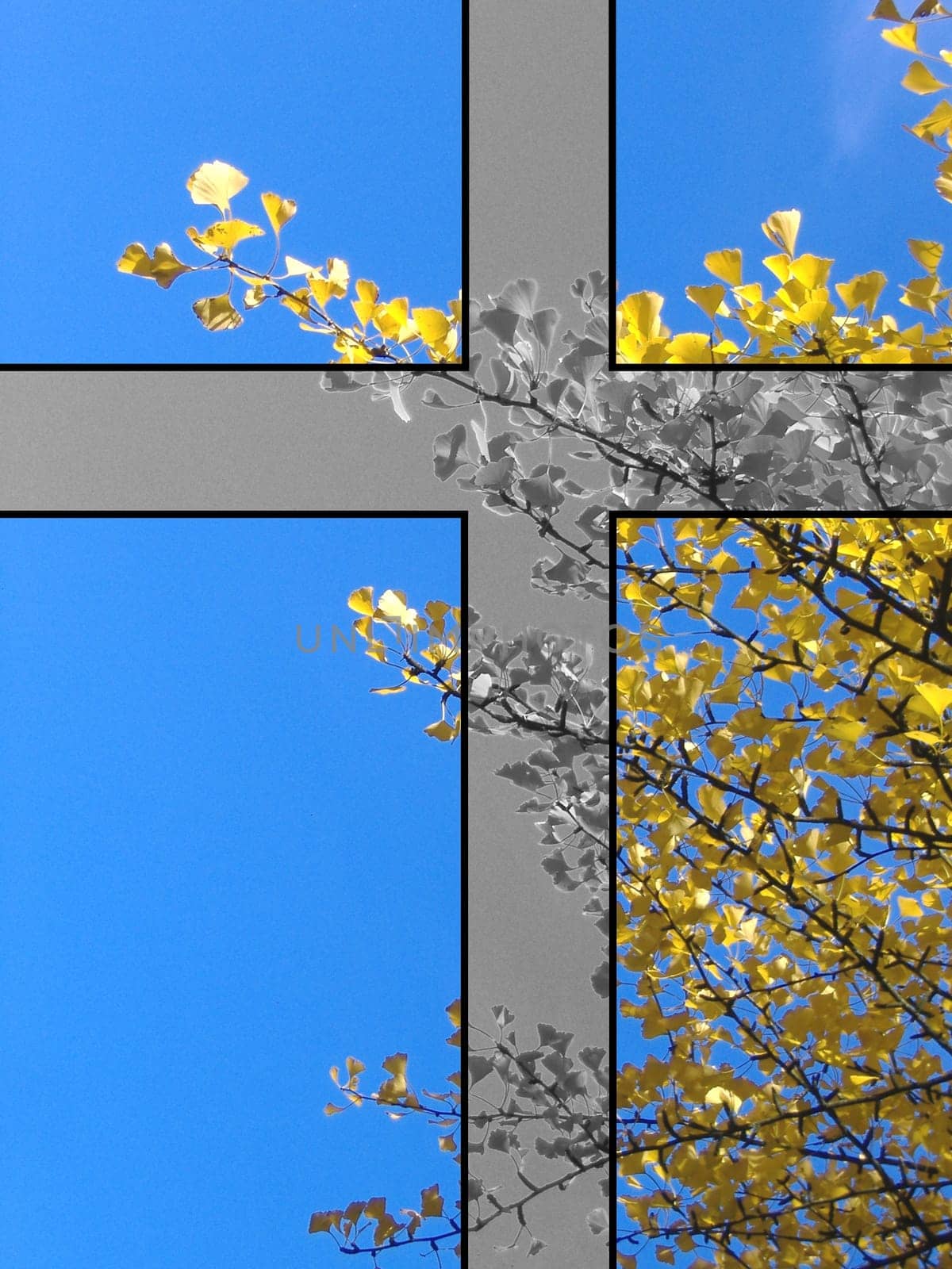 Mourning Ginkgo