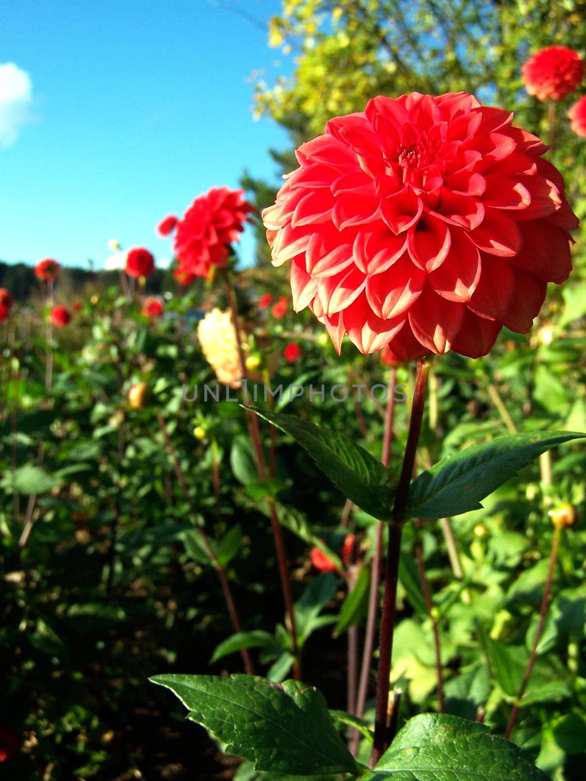 Autumn flower