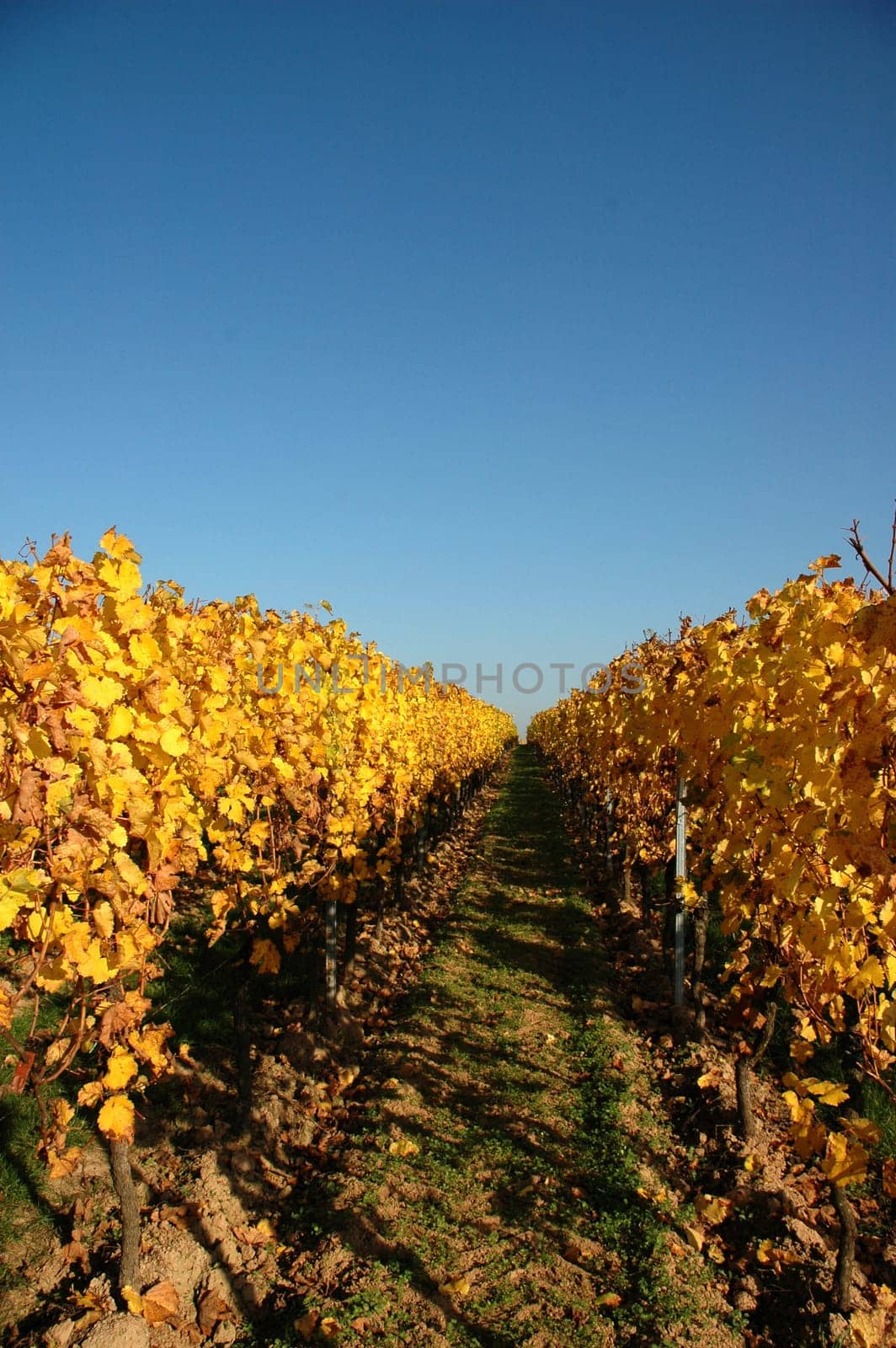 autumnal vineyard