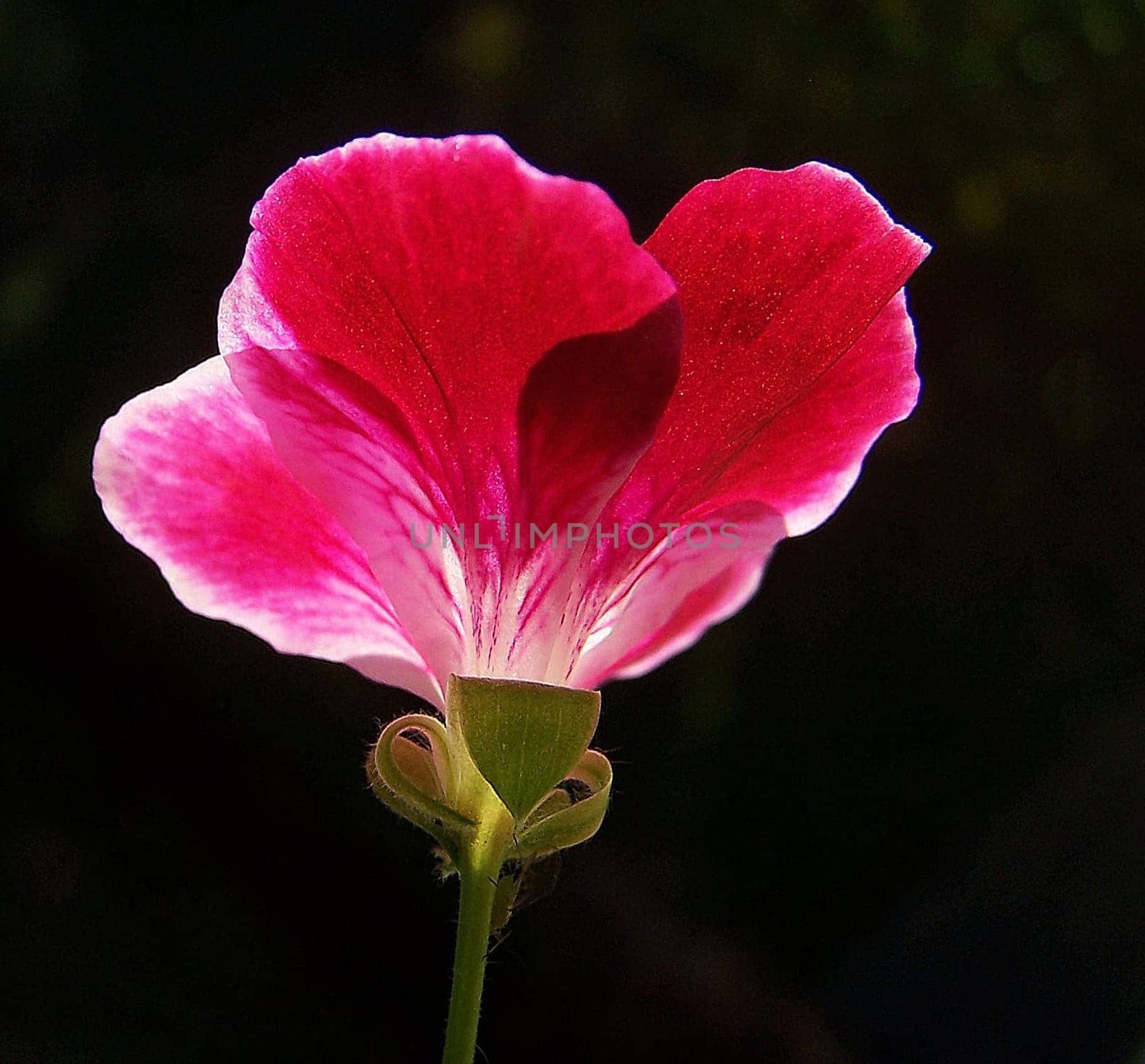 wild geranium