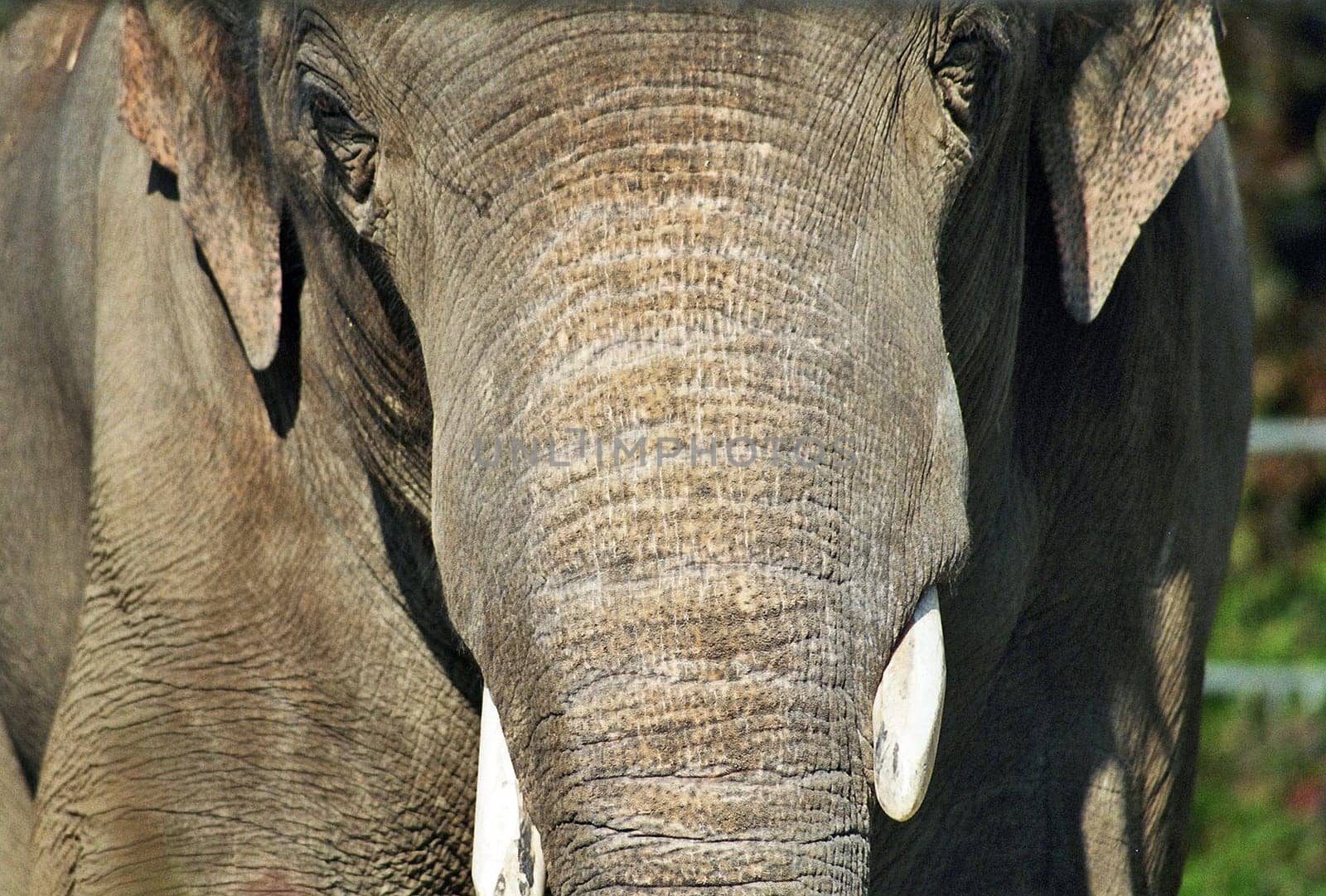 Elephant