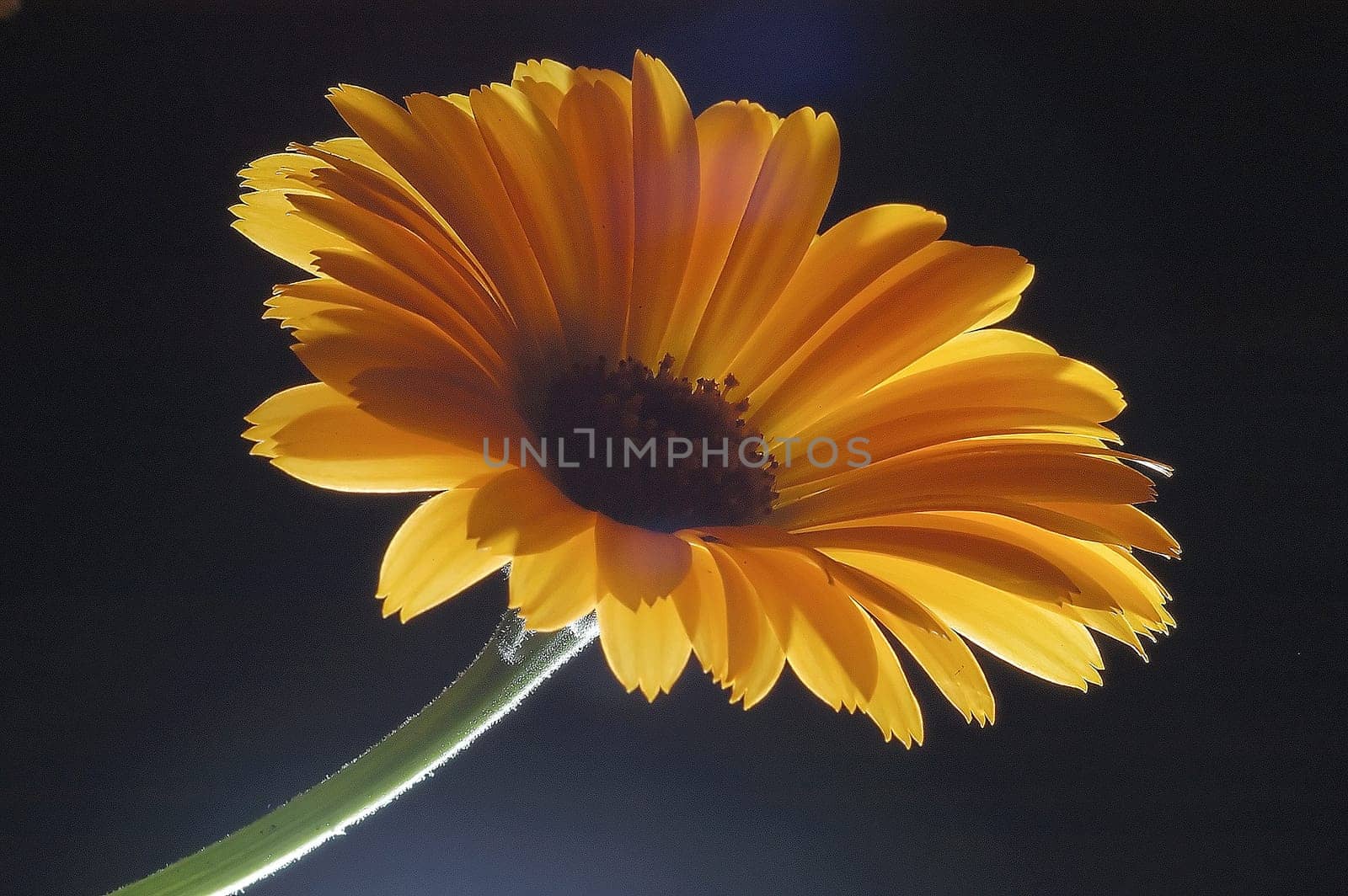 Calendula 1