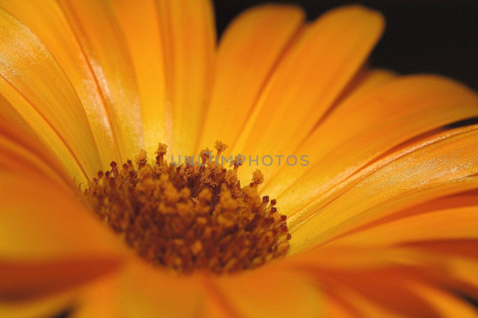 Calendula 2