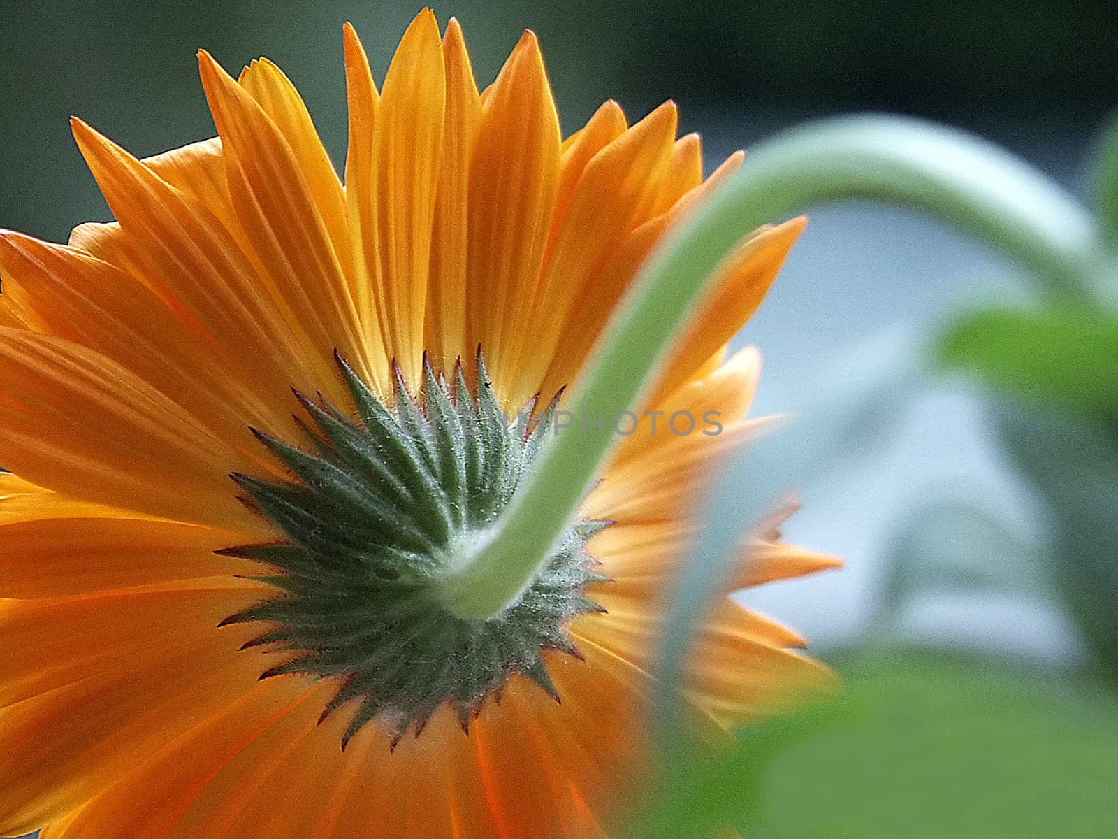 Calendula 9