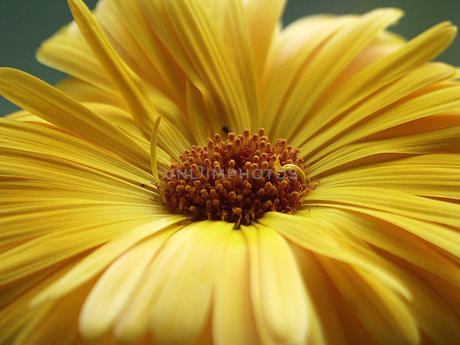 Calendula 5