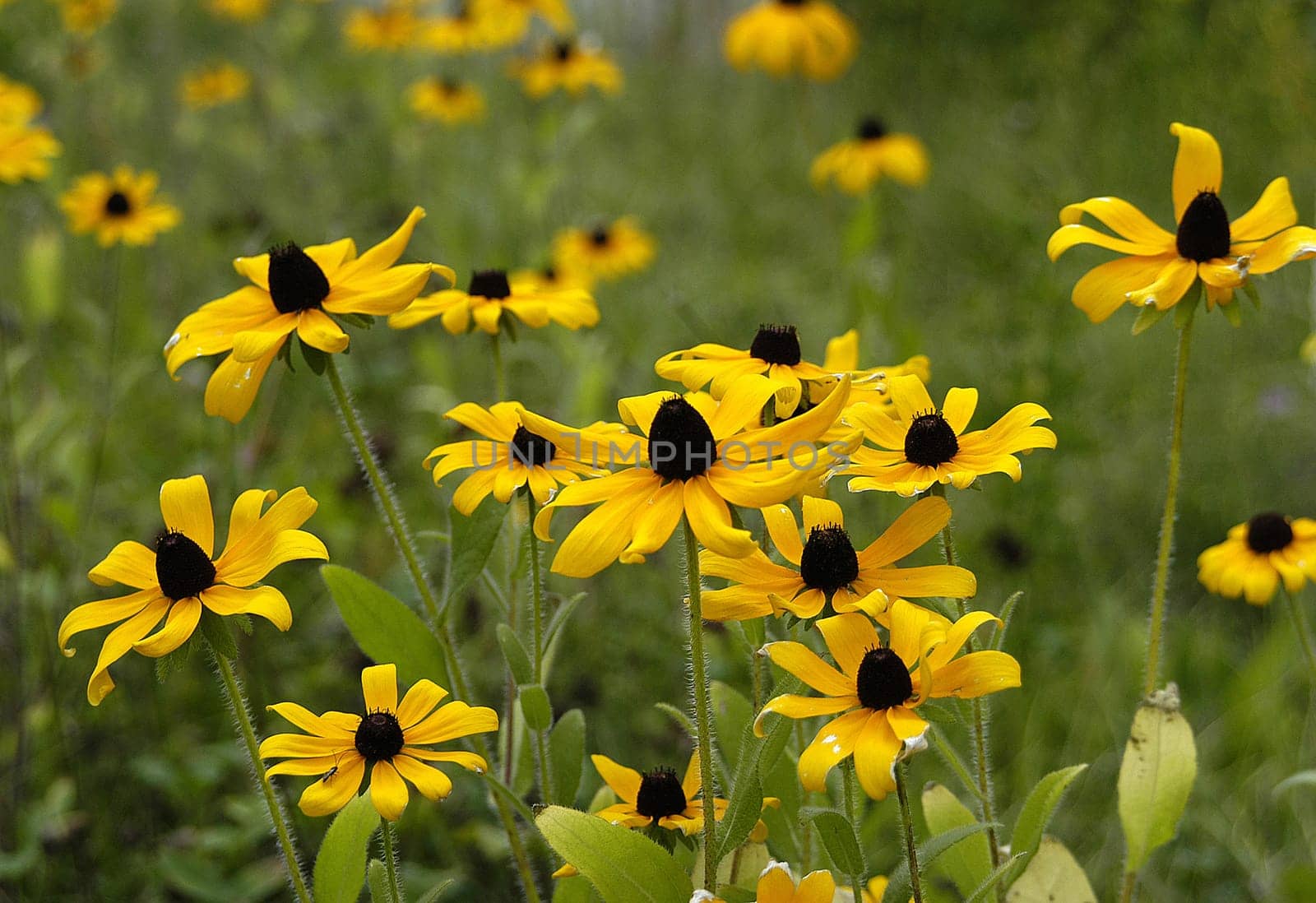 Marigold 11