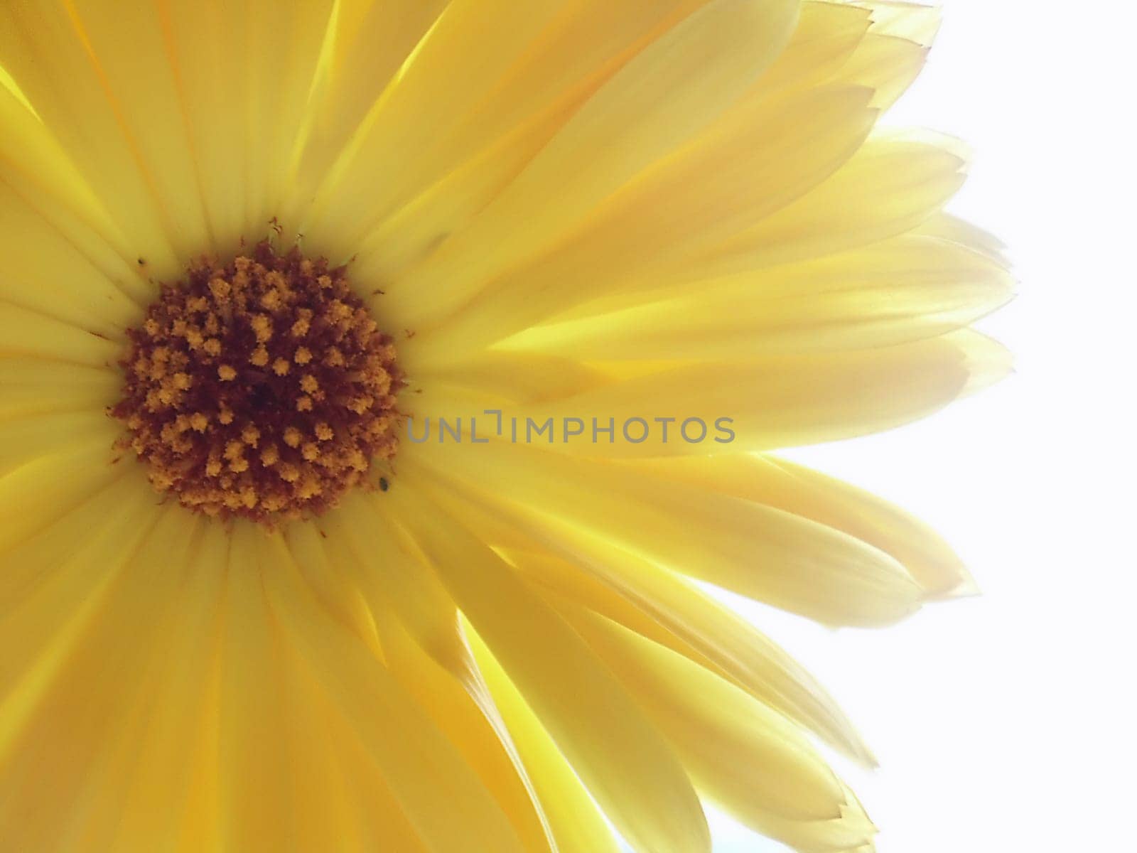 Calendula 8