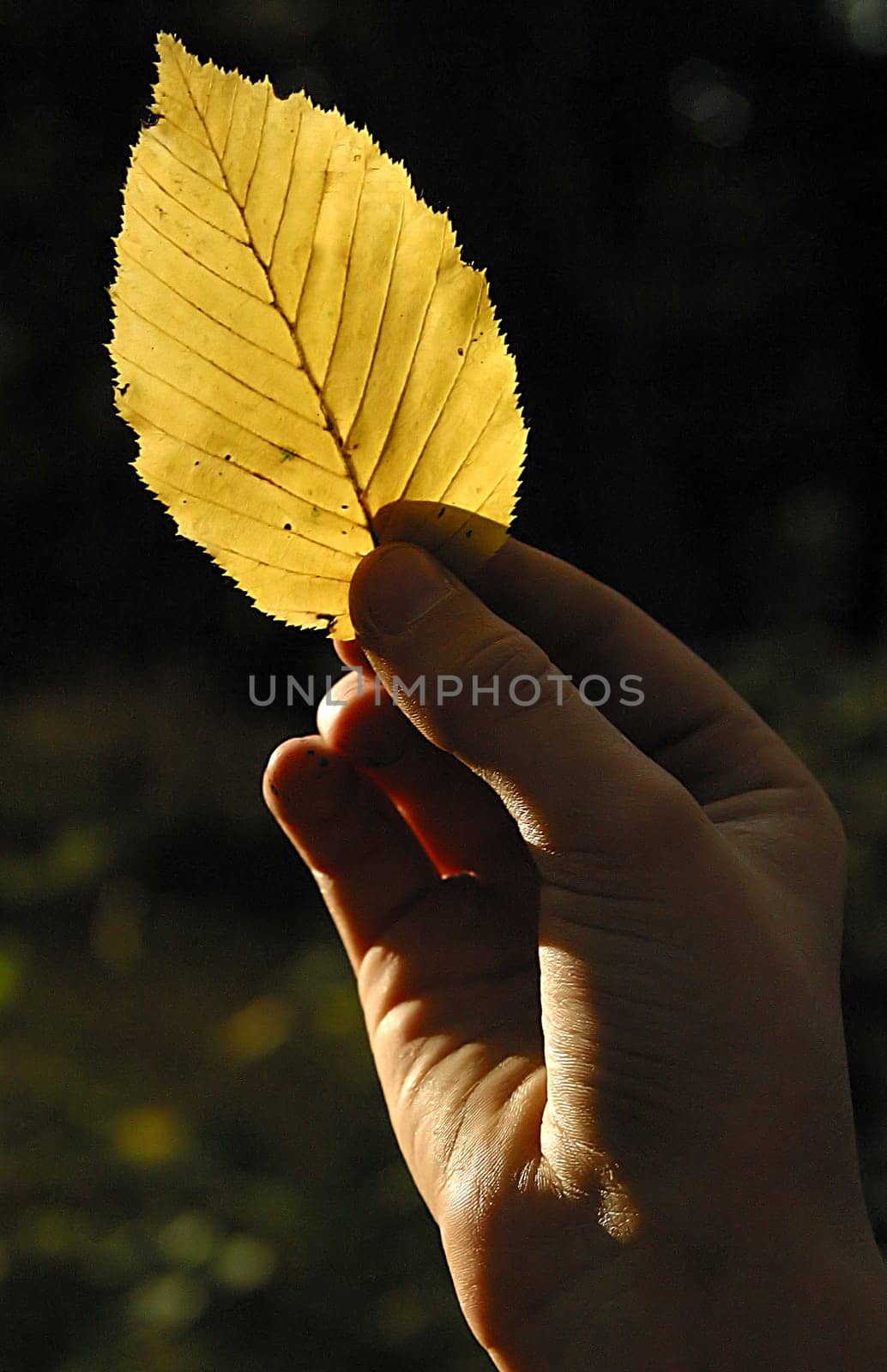 Taken on 29.10.2005 just before the golden autumn weather was over