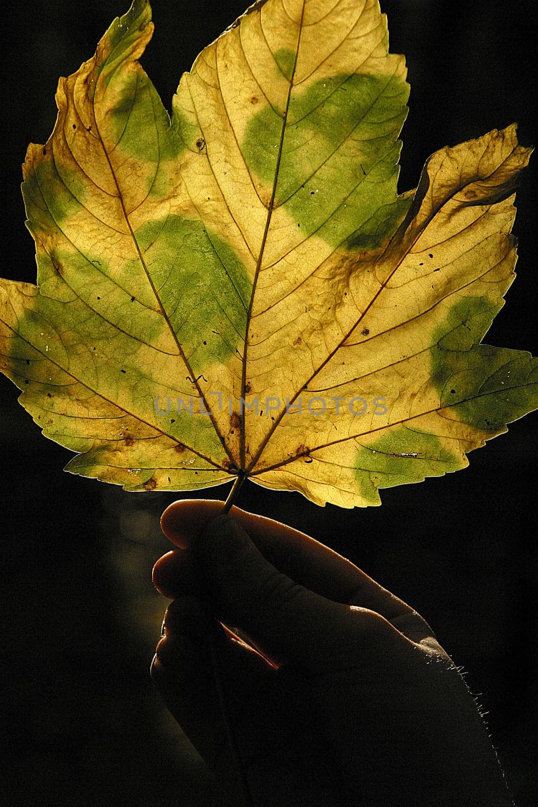 Recorded on 29.10.2005 at the BUGA,Frankfurt just before the golden autumn weather was over