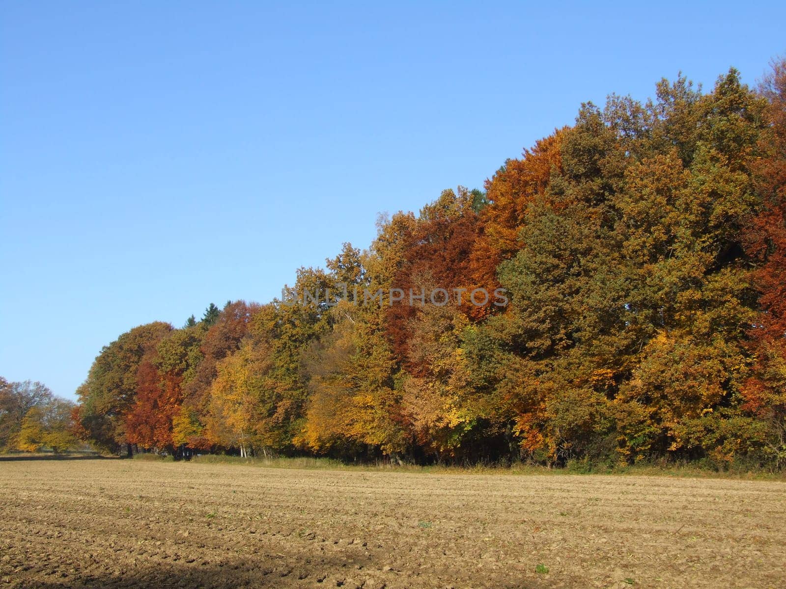 Field in autumn