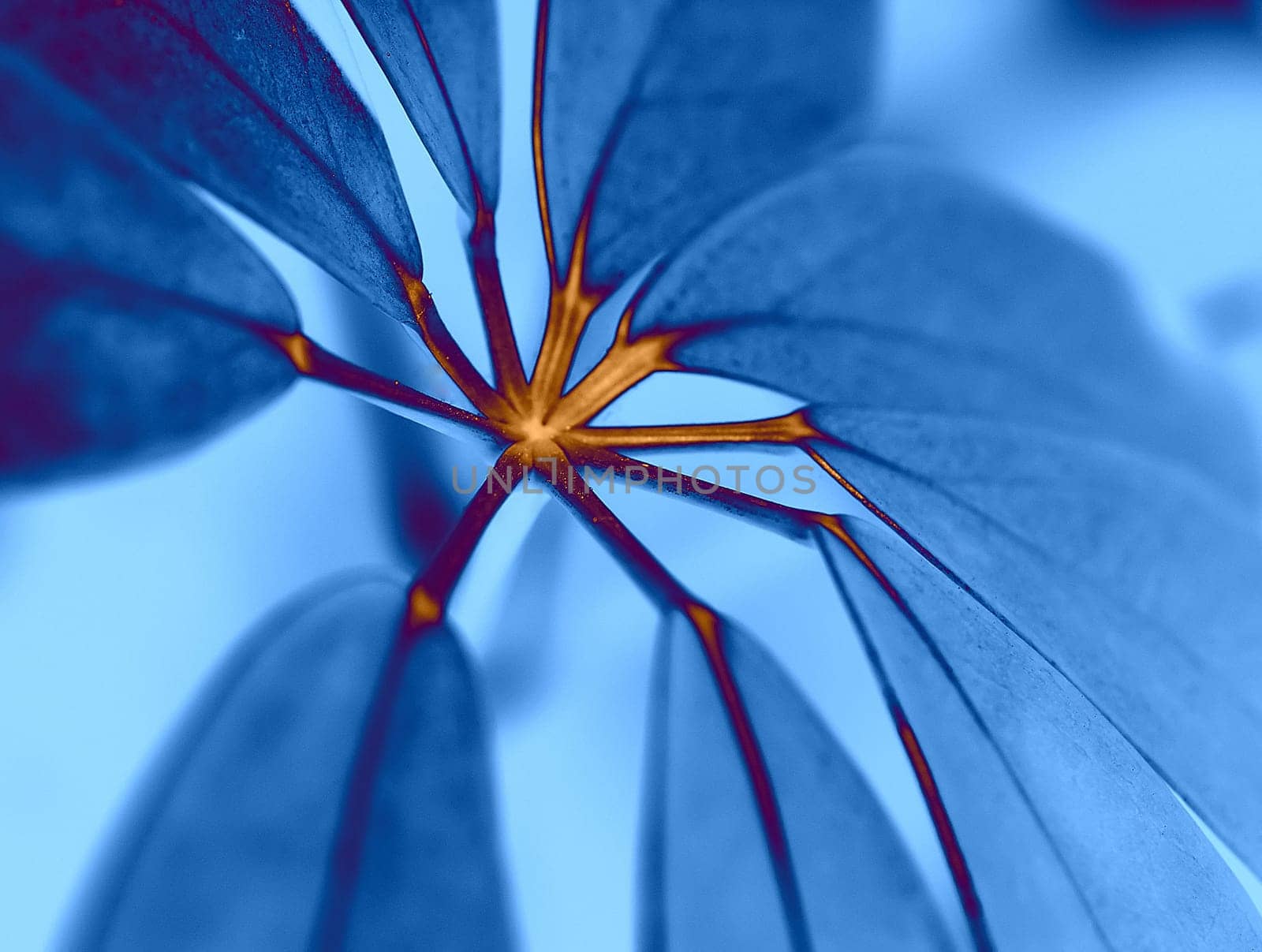 Blue leaves