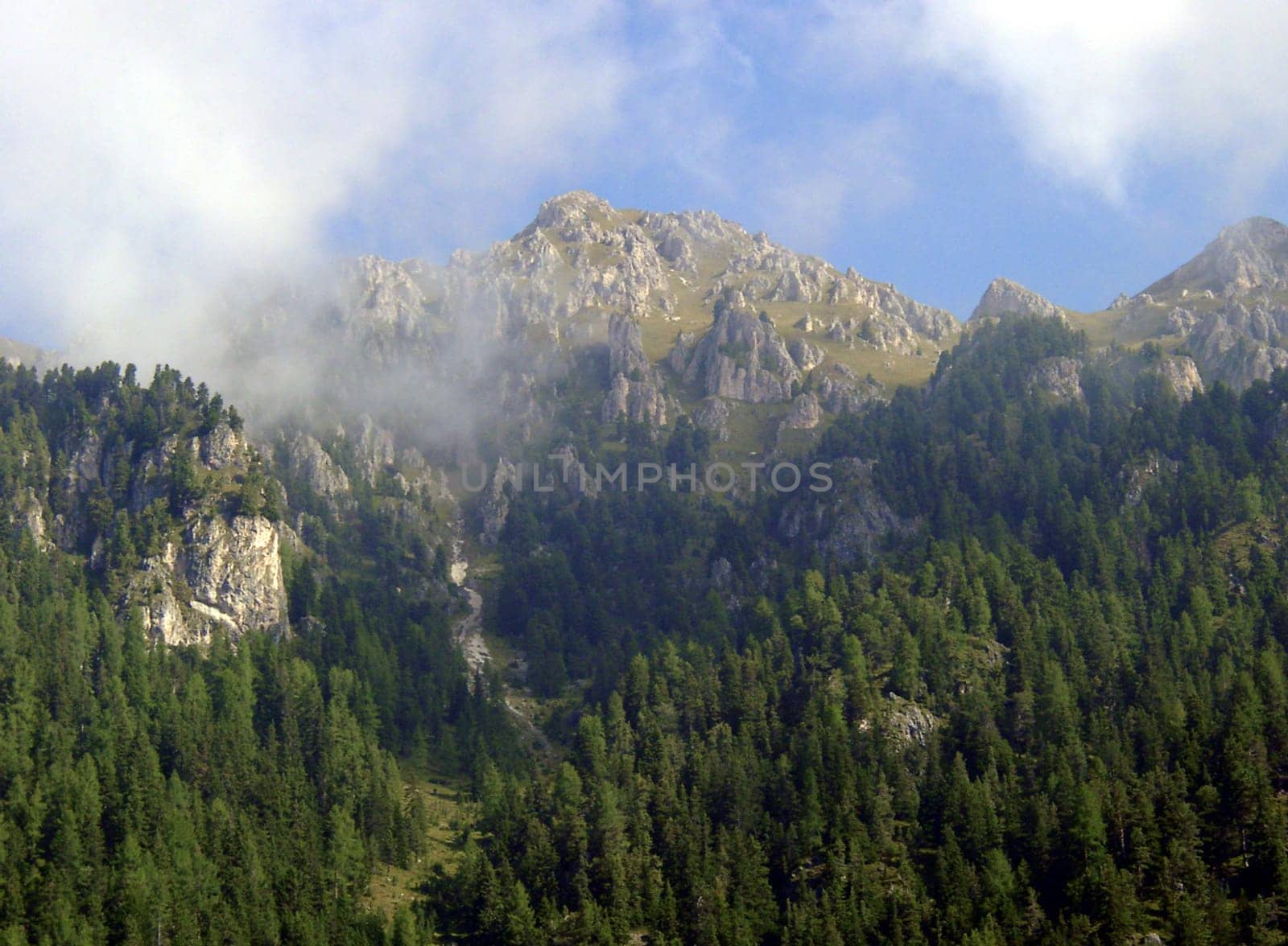 Tree line