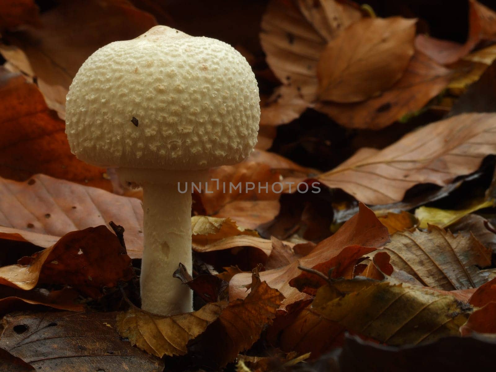 ... with FUJI S9500,approx. 25cm at approx. 100mm focal length,aperture 10,1/8s...