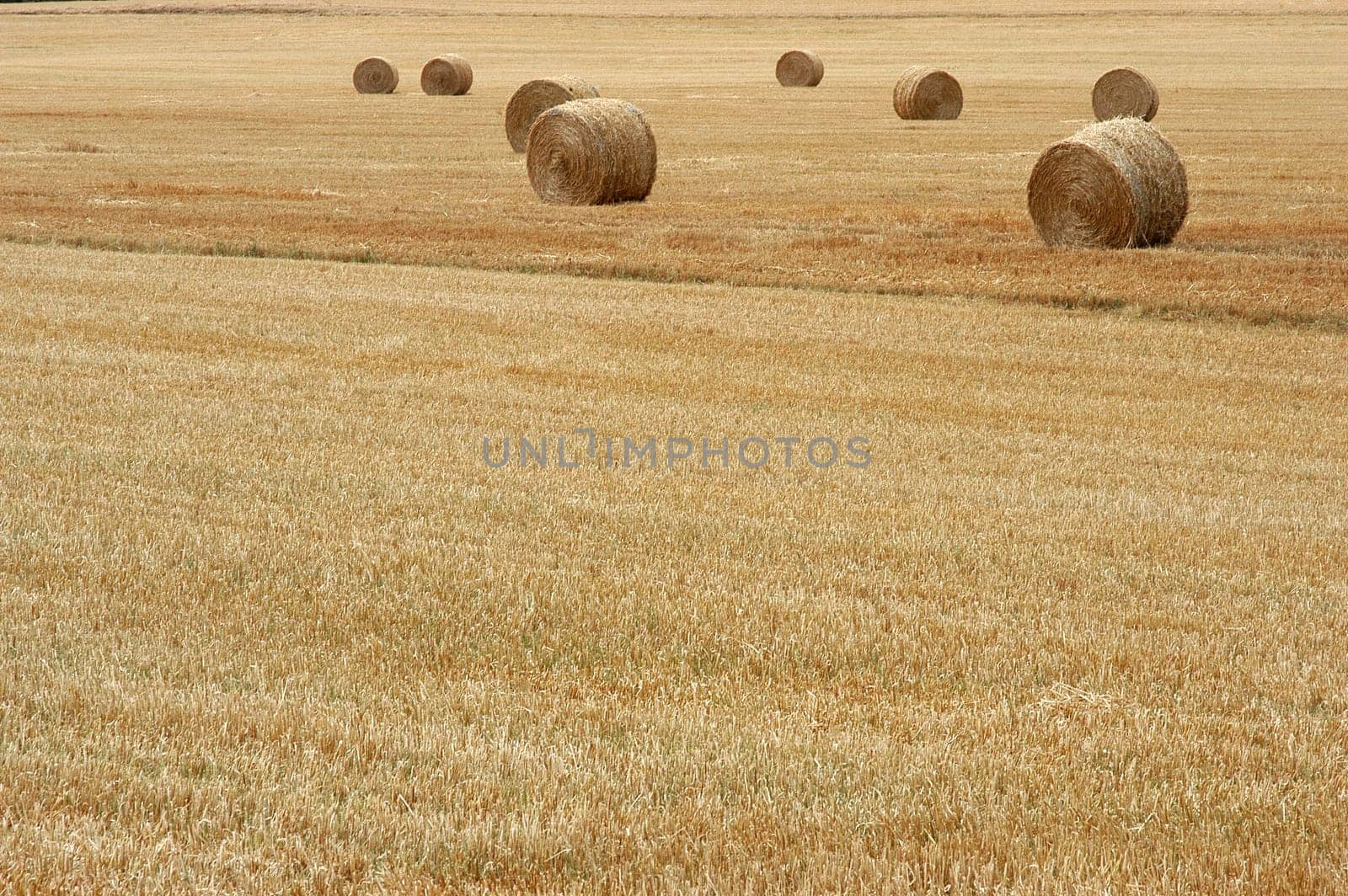 Cornfield 1