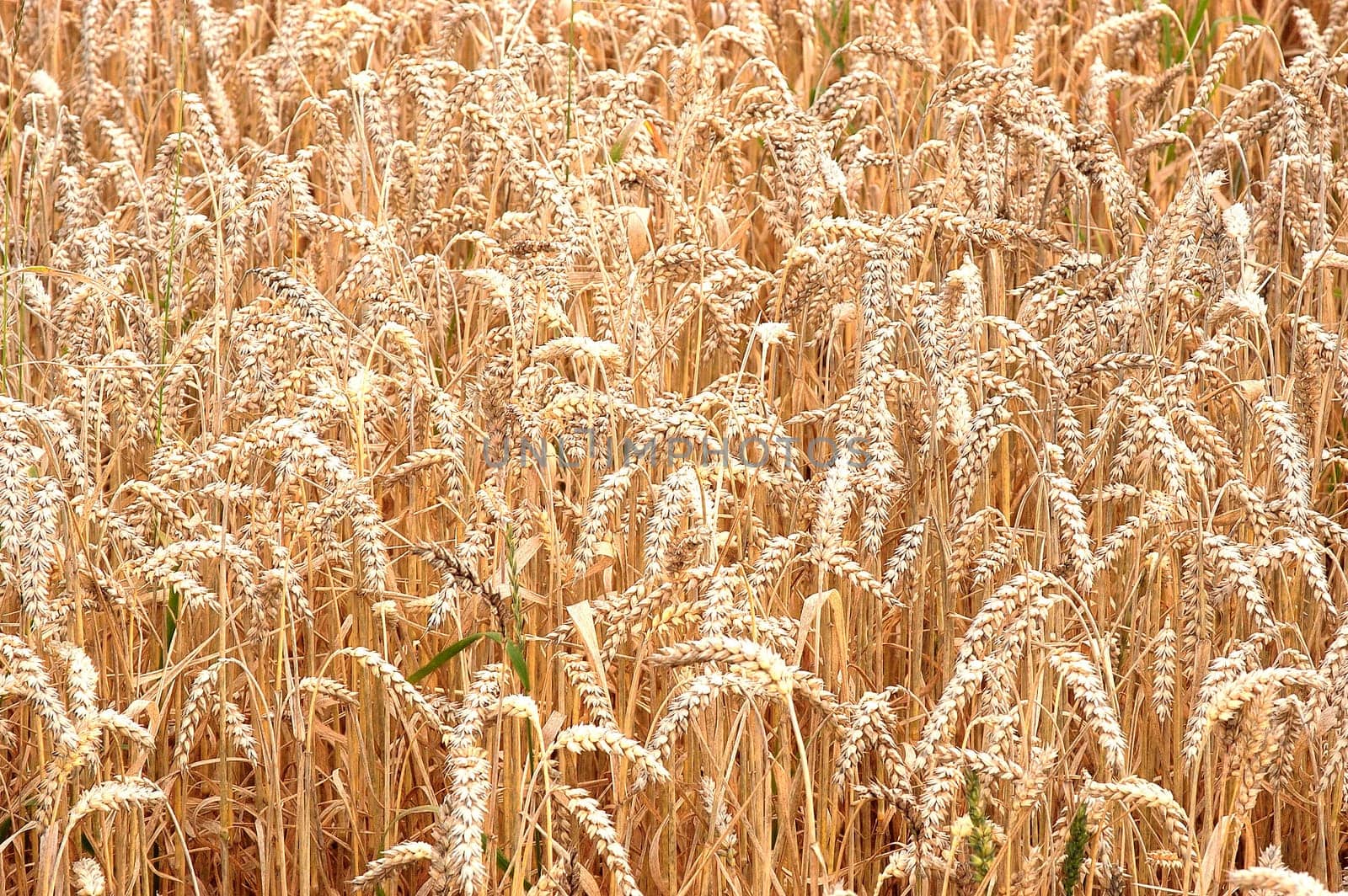 Cornfield 3