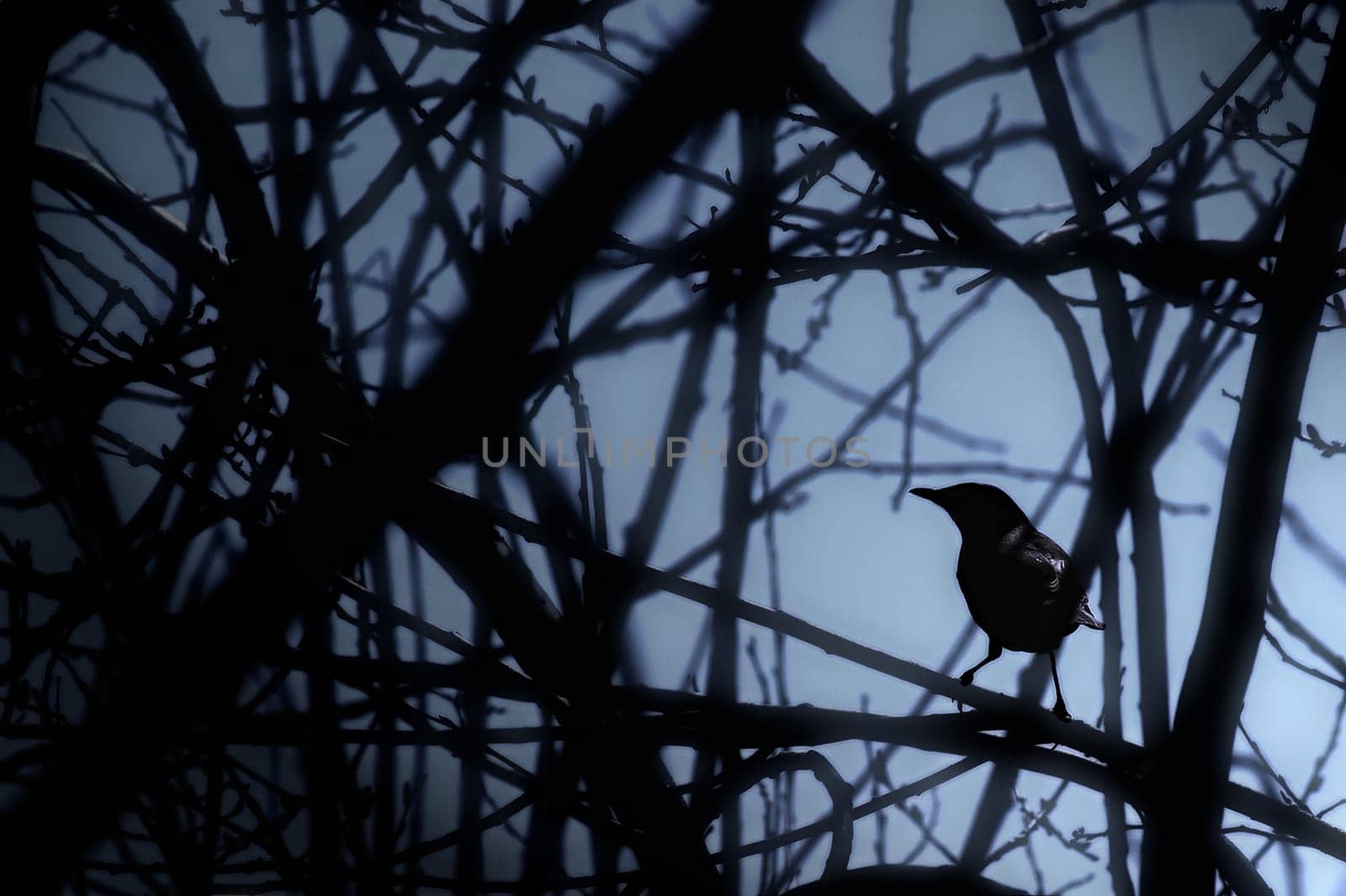 Blackbird