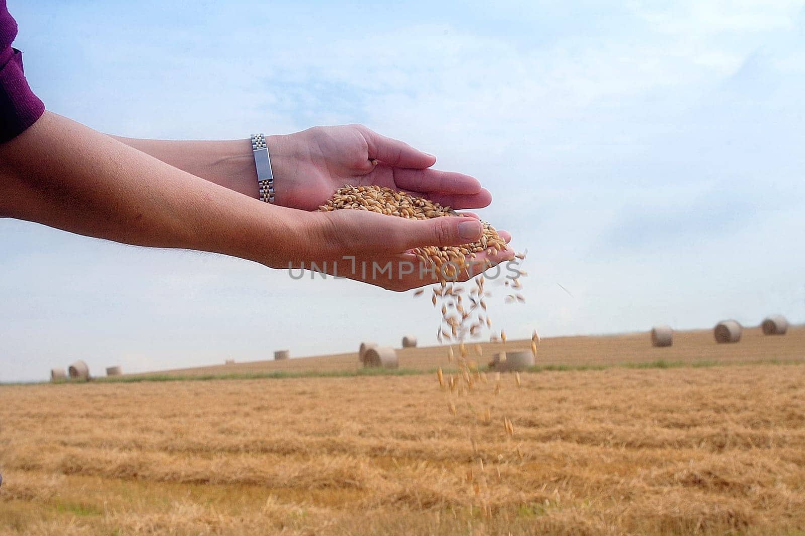 Cornfield 2