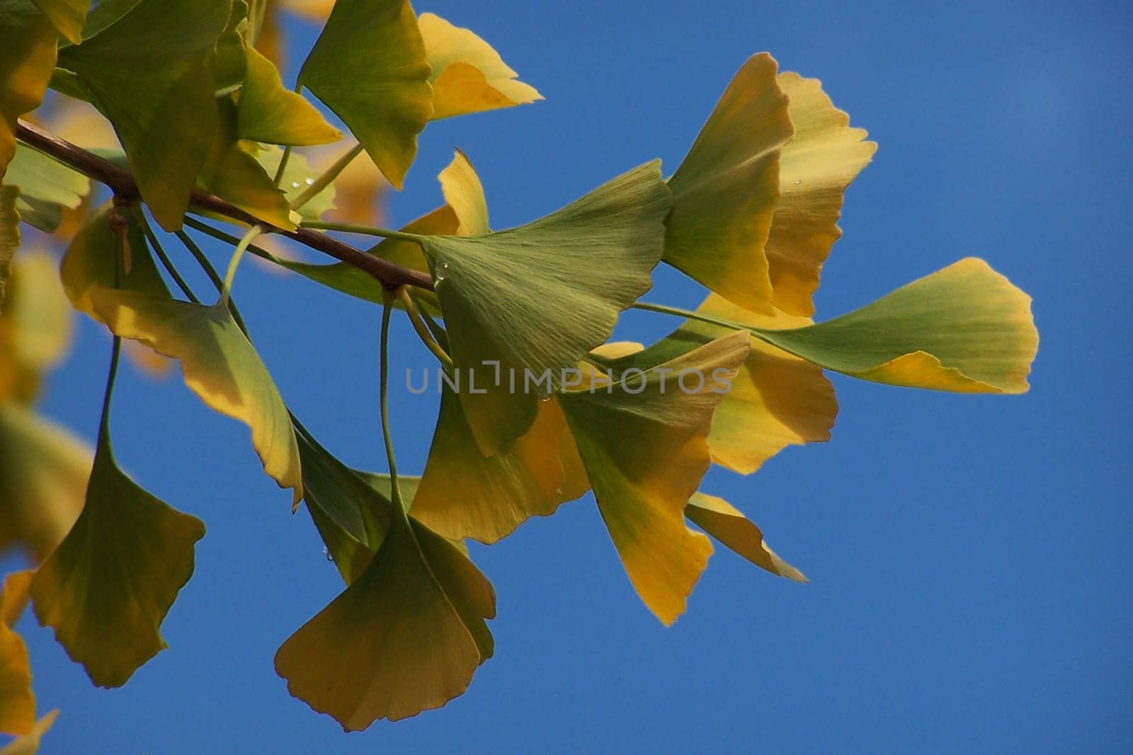 Ginkgo foliage in the autumn light