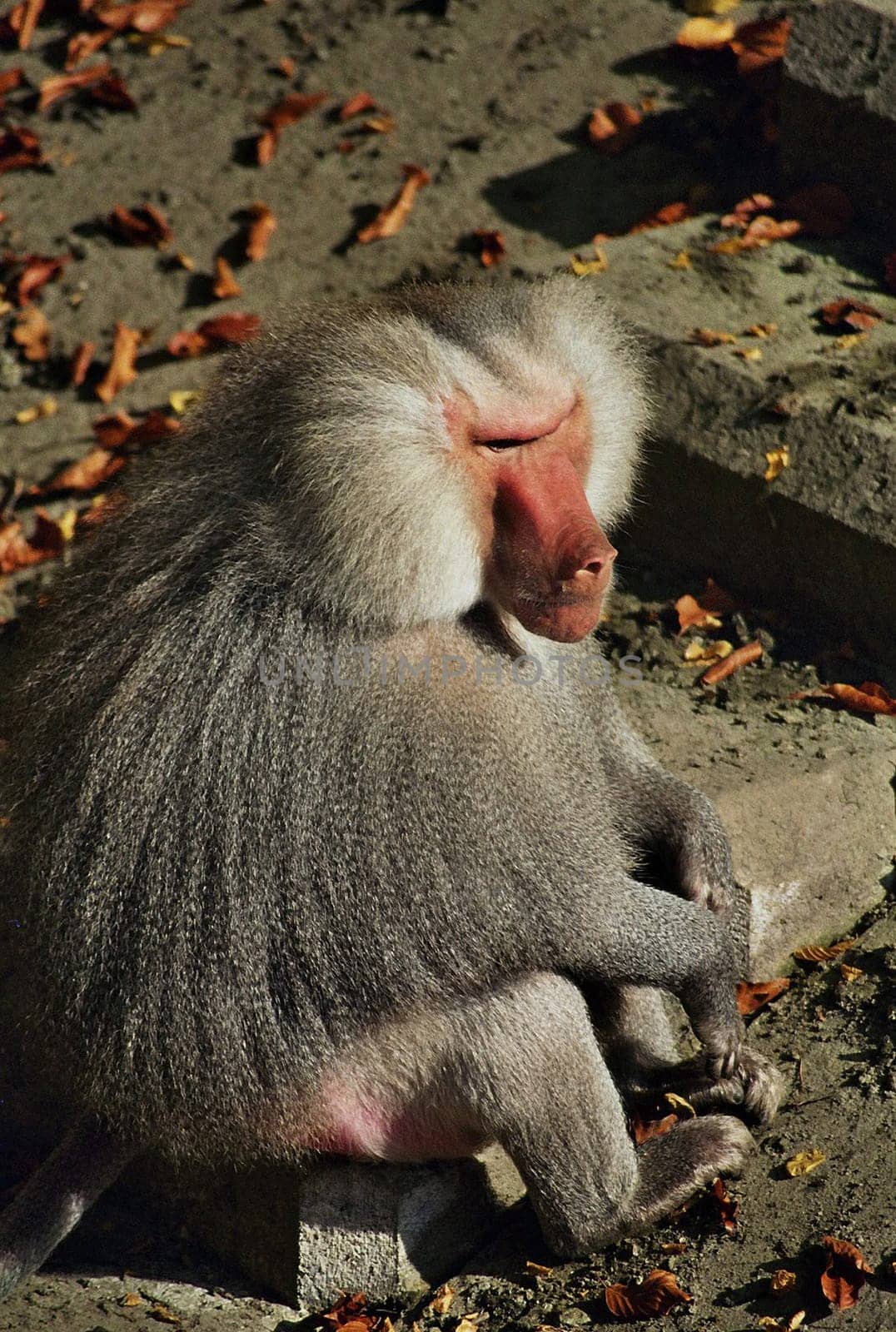Monkey2