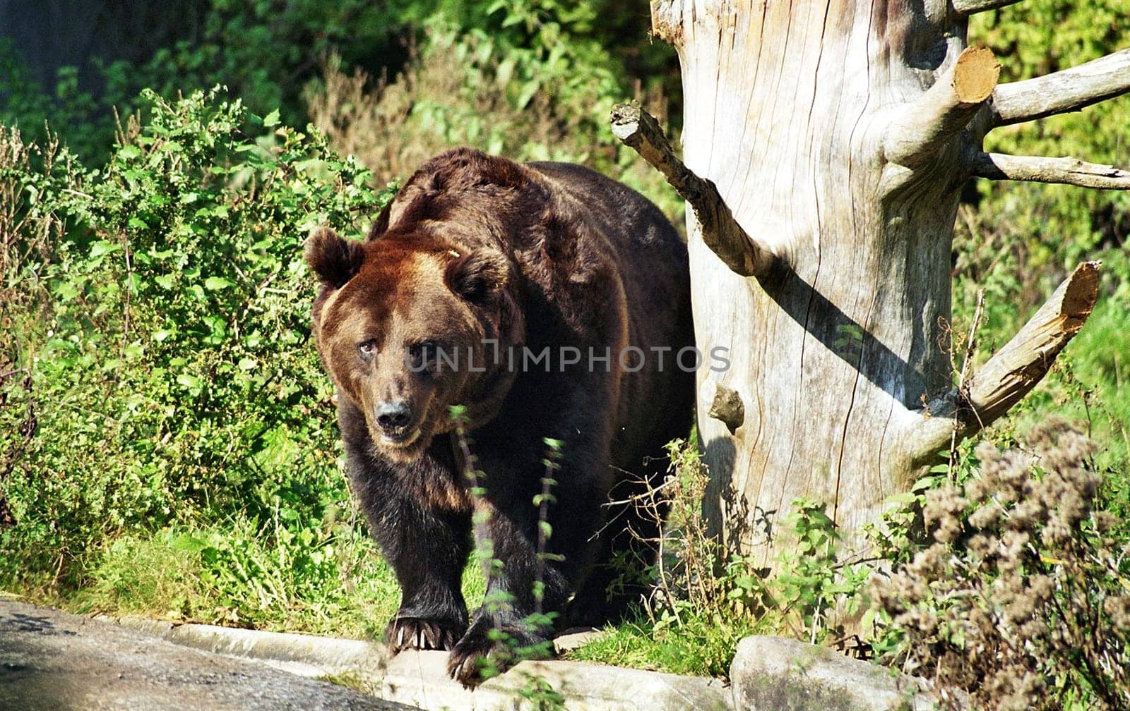 Brown Bear1