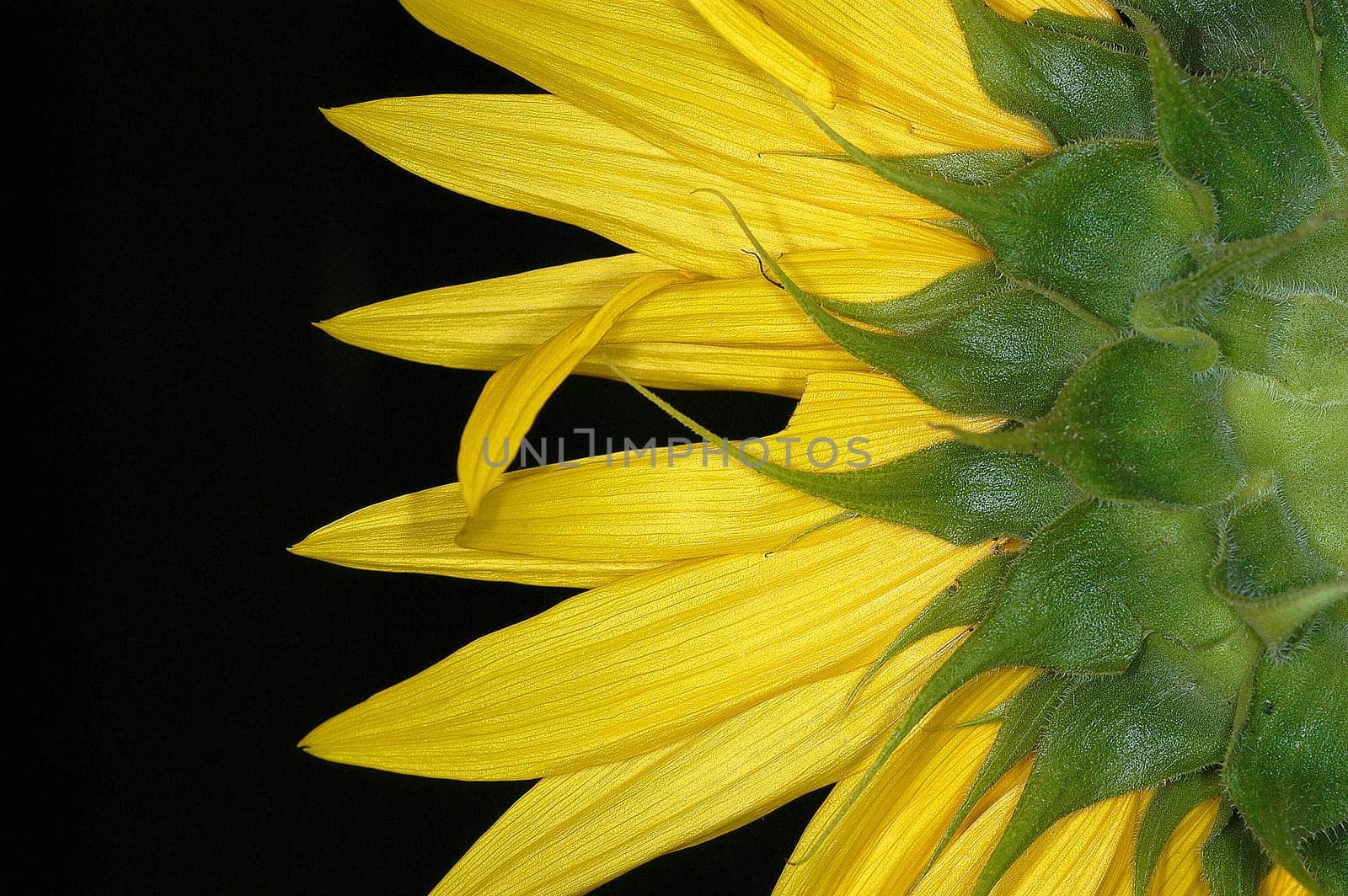 Sunflower 1