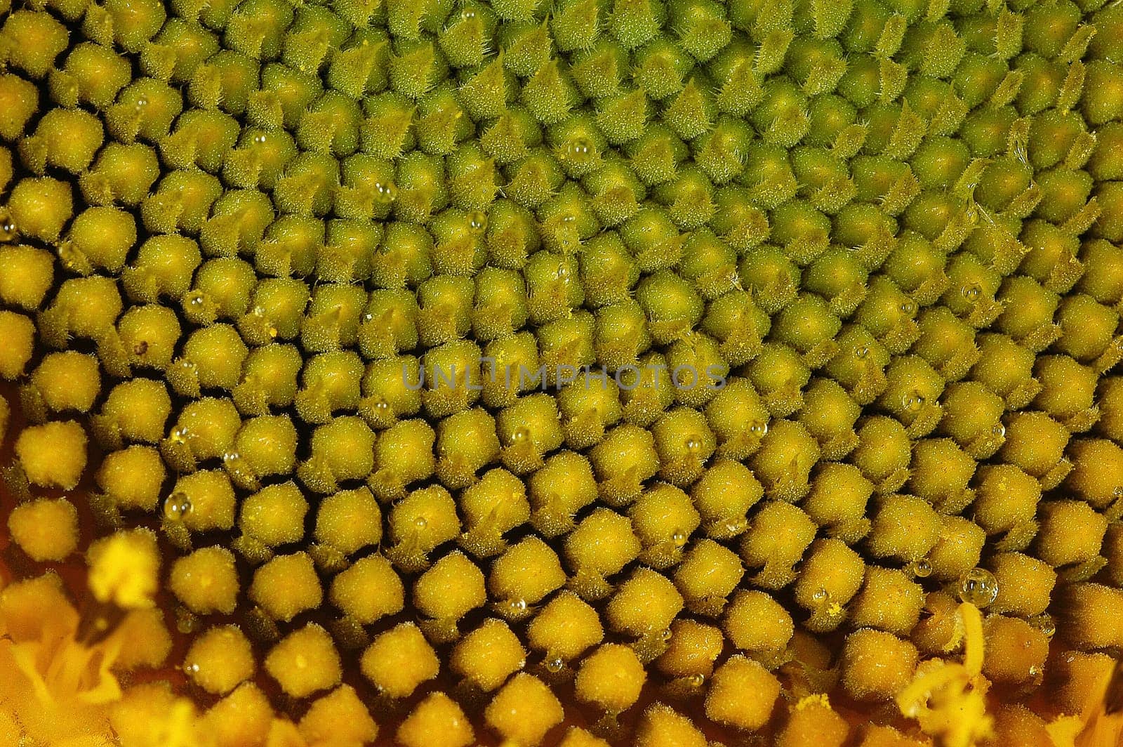 Sunflower 2