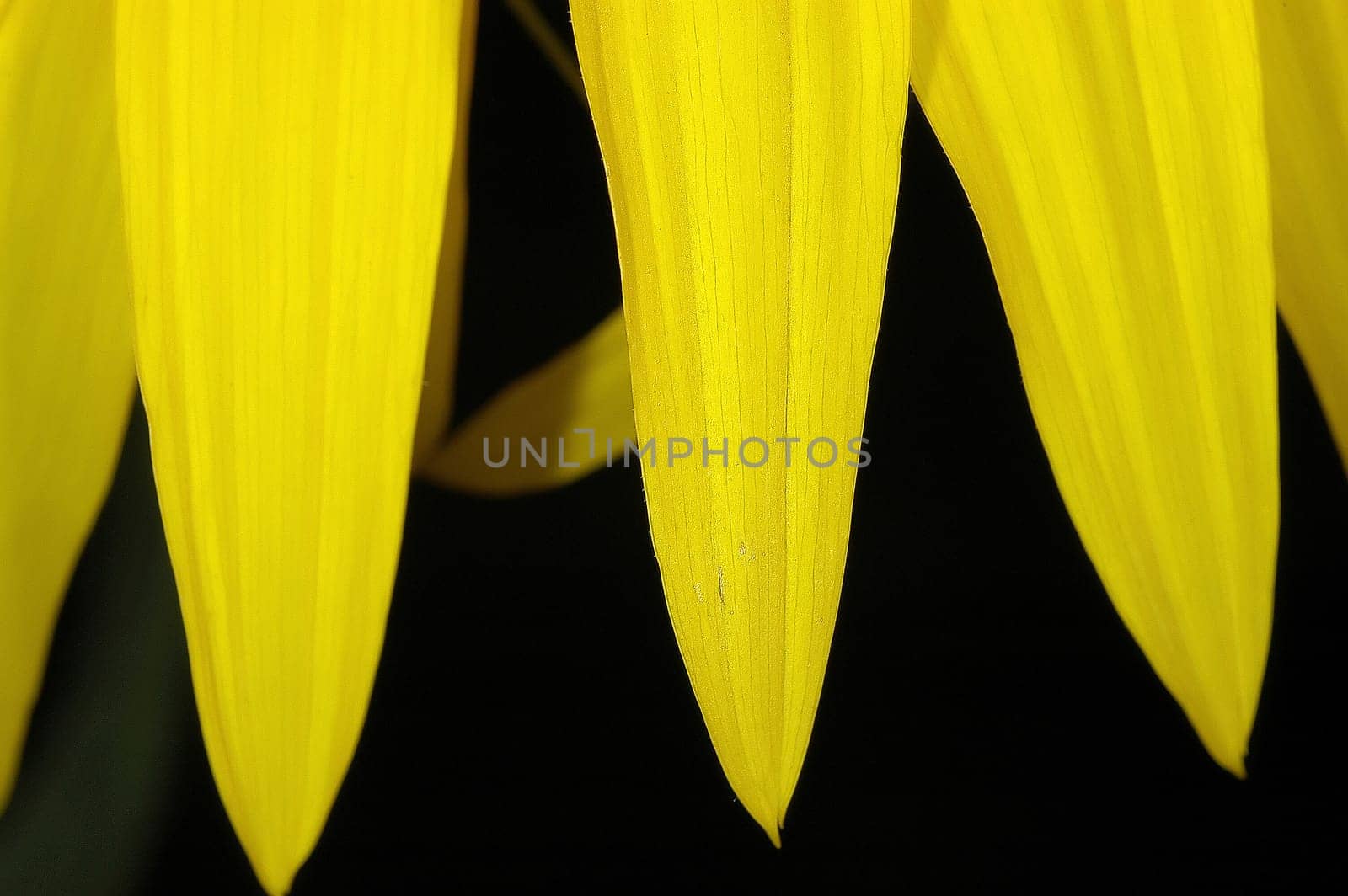 Sunflower 3