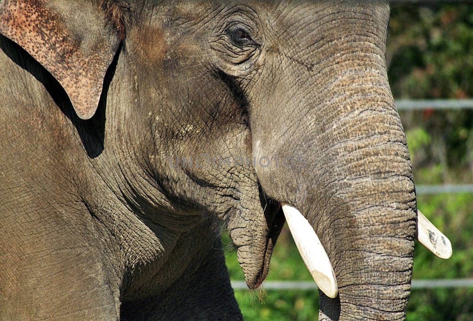 Pachyderm
