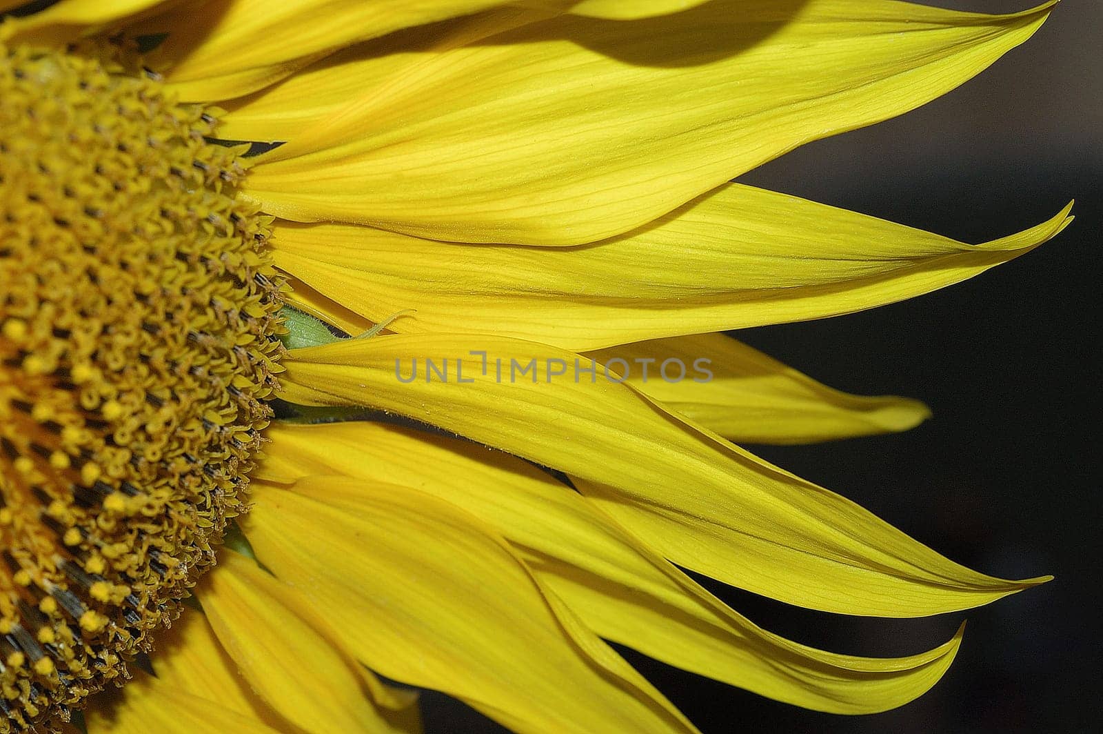 Sunflower 4