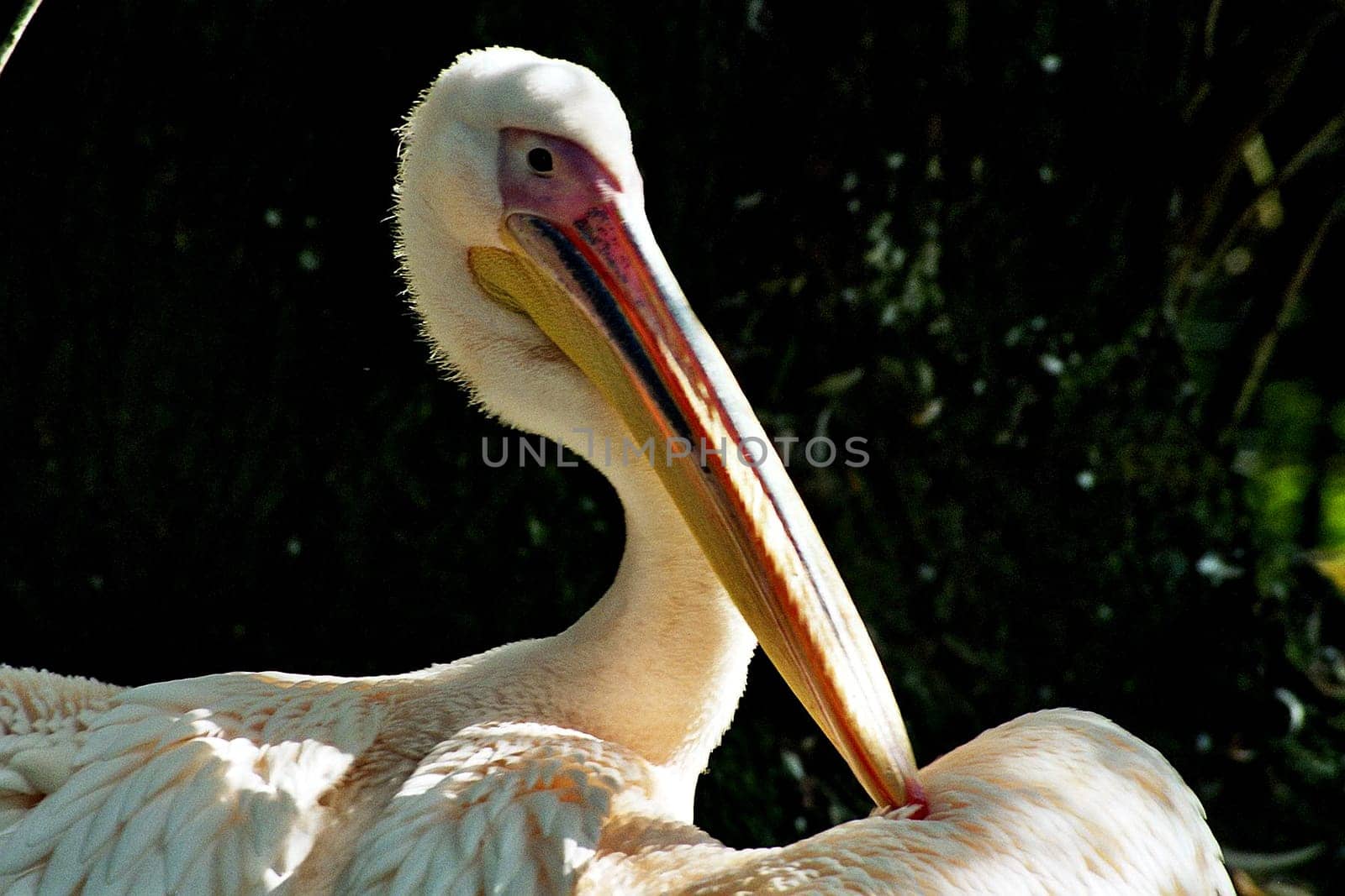 Pelican