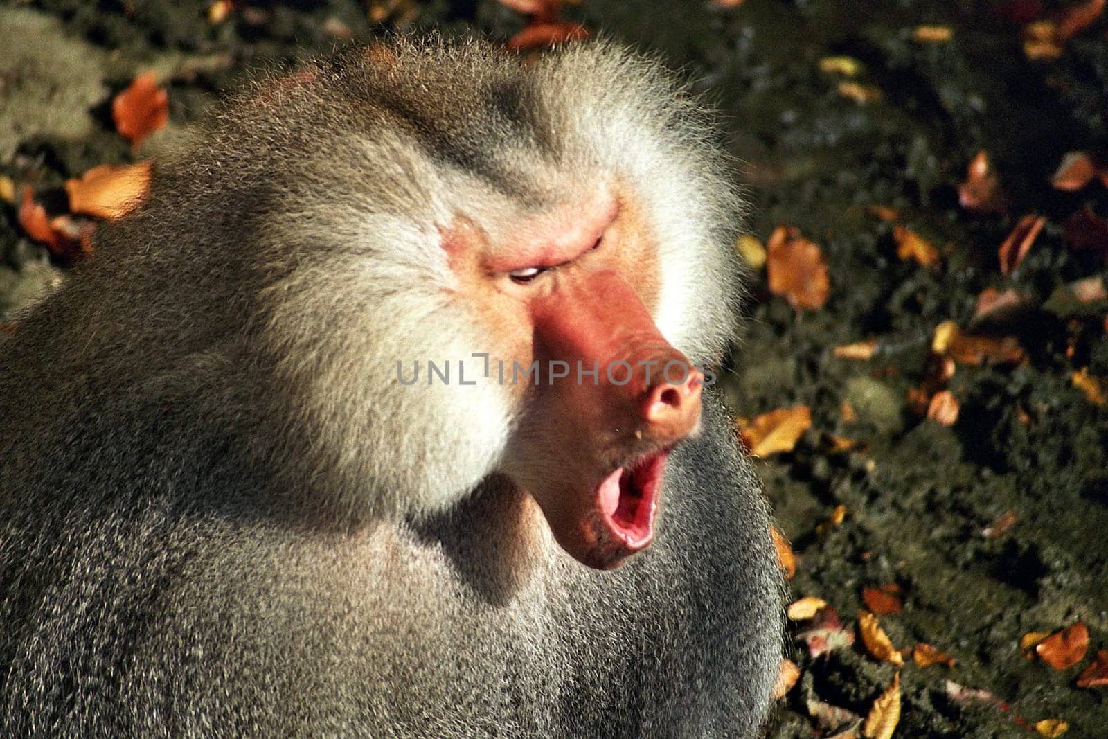 Monkey