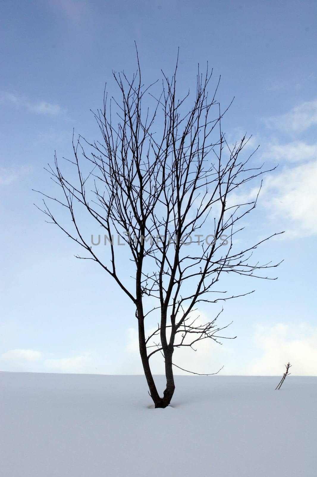 Winter tree