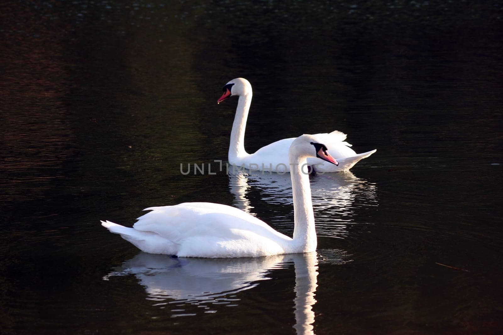 Swans